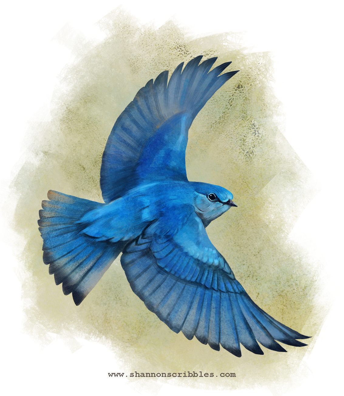 Brad's Big Bird Year - Mountain Bluebird