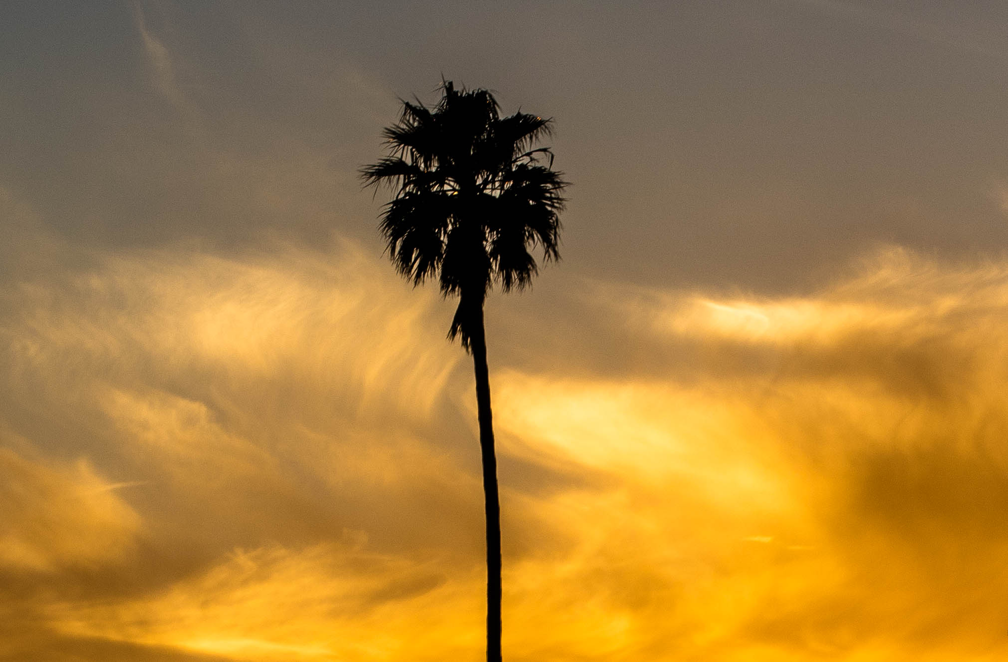 palm edit 1.jpg