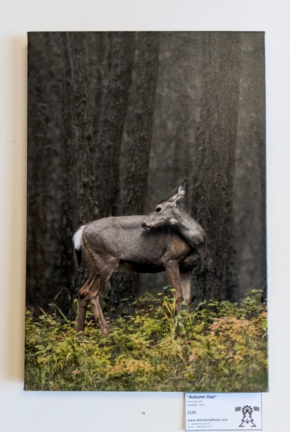 Shane Kalyn (New art at Bandidas)