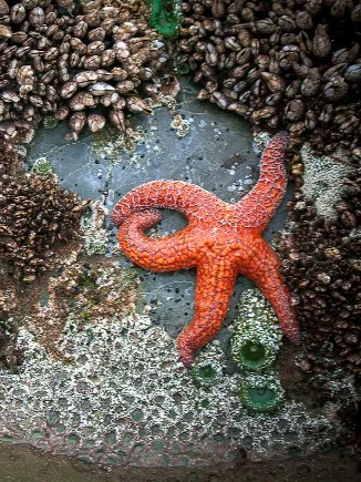 Brett Swanson (new art at Bandidas)