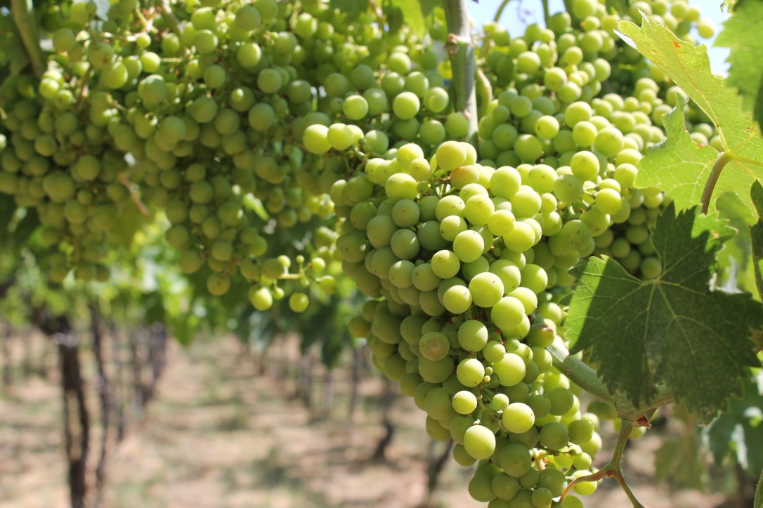 grapes abruzzo.jpg