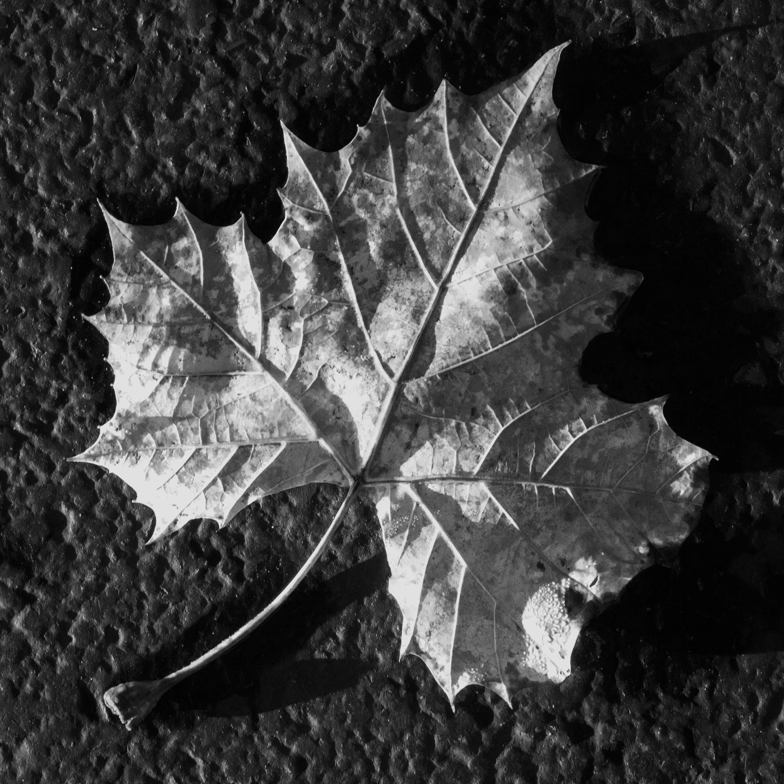 !!!leaf10.jpg