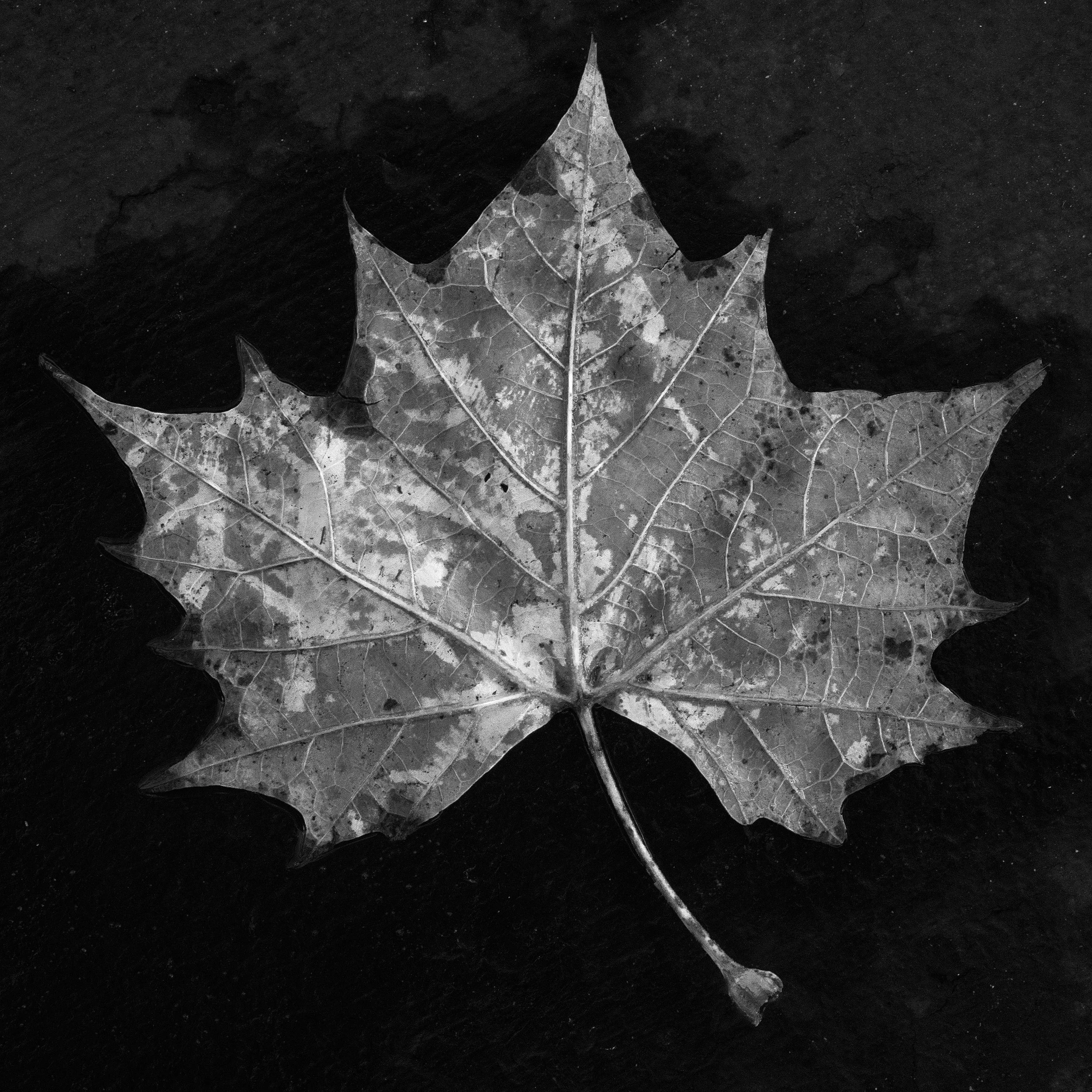 !!!leaf20.jpg