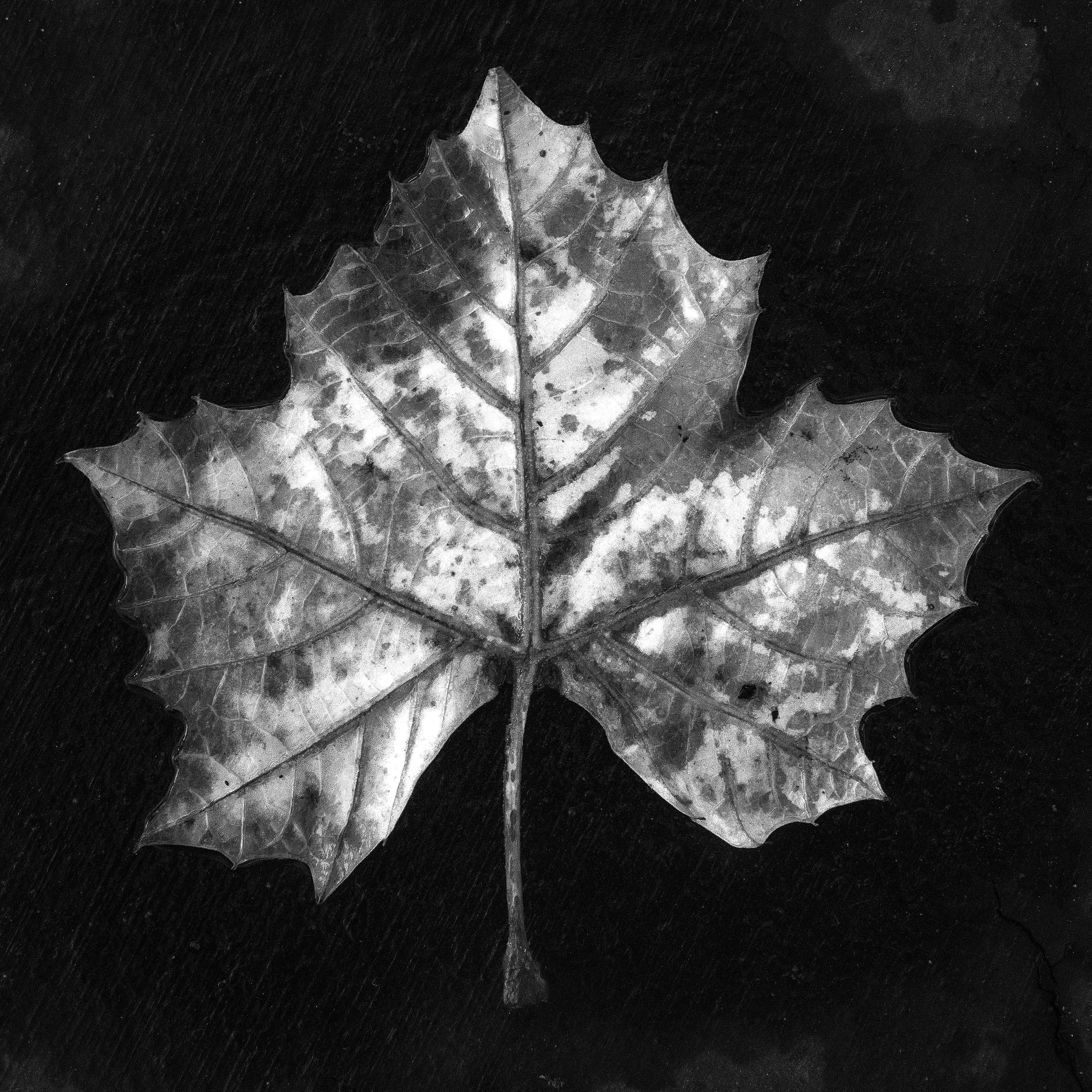 !!!leaf28.jpg
