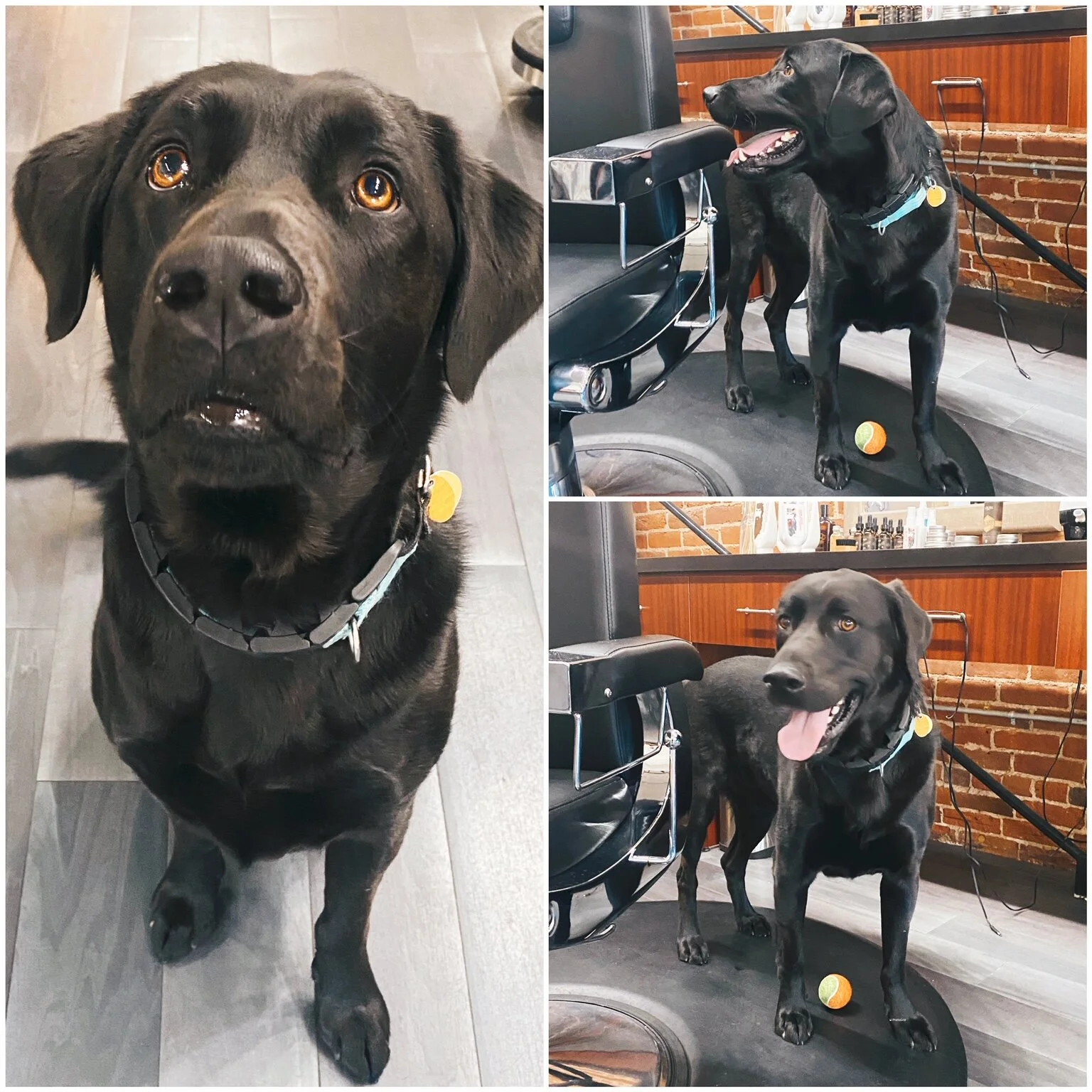 Dog at Franks Gentlemen's Salon