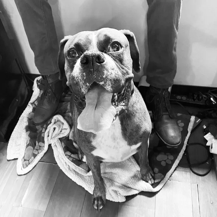 Franks Barber's Dog