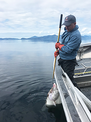 self-guided-angler-landing-halibut-in-alaska.jpg