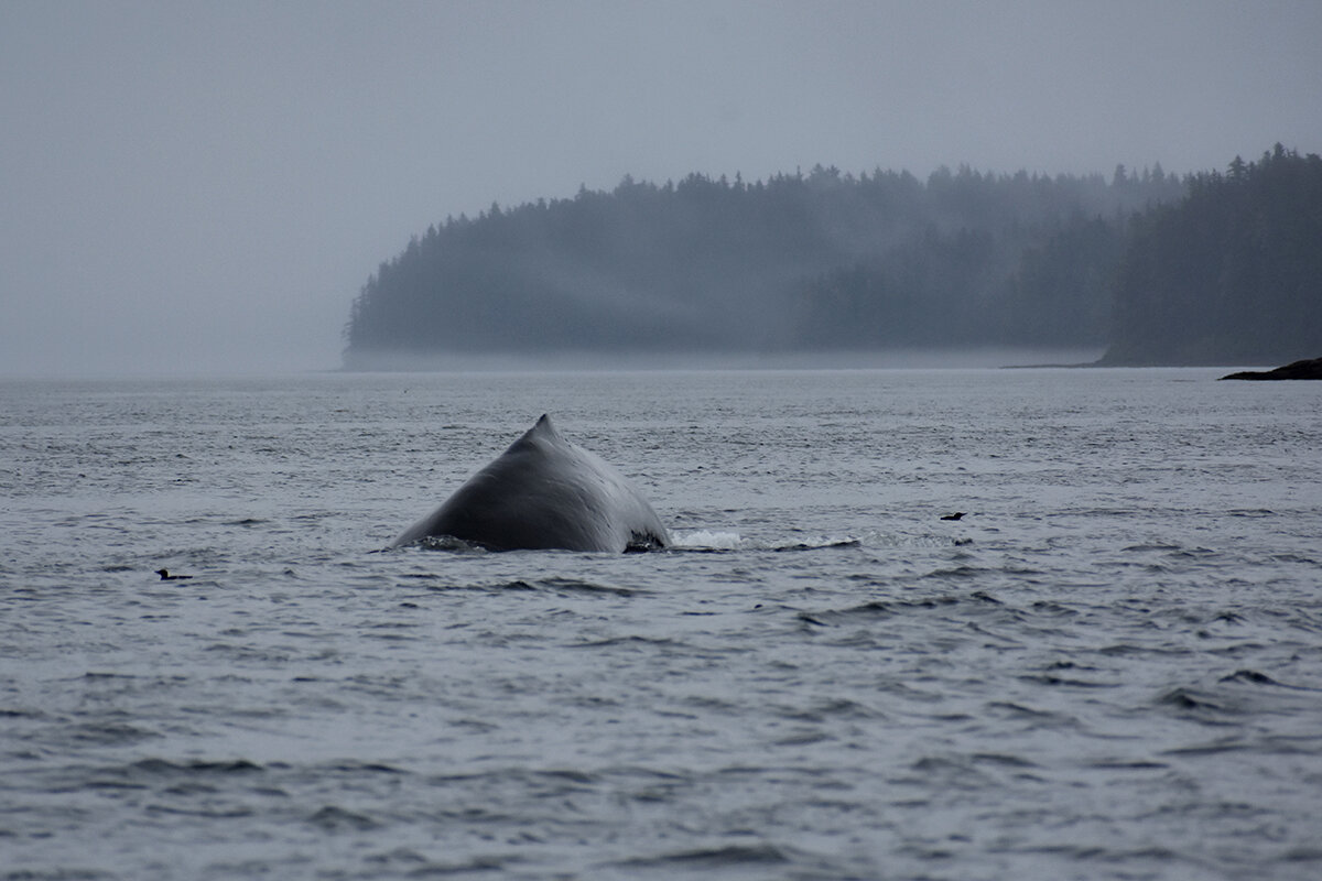 whale-port-protection-alaska.jpg