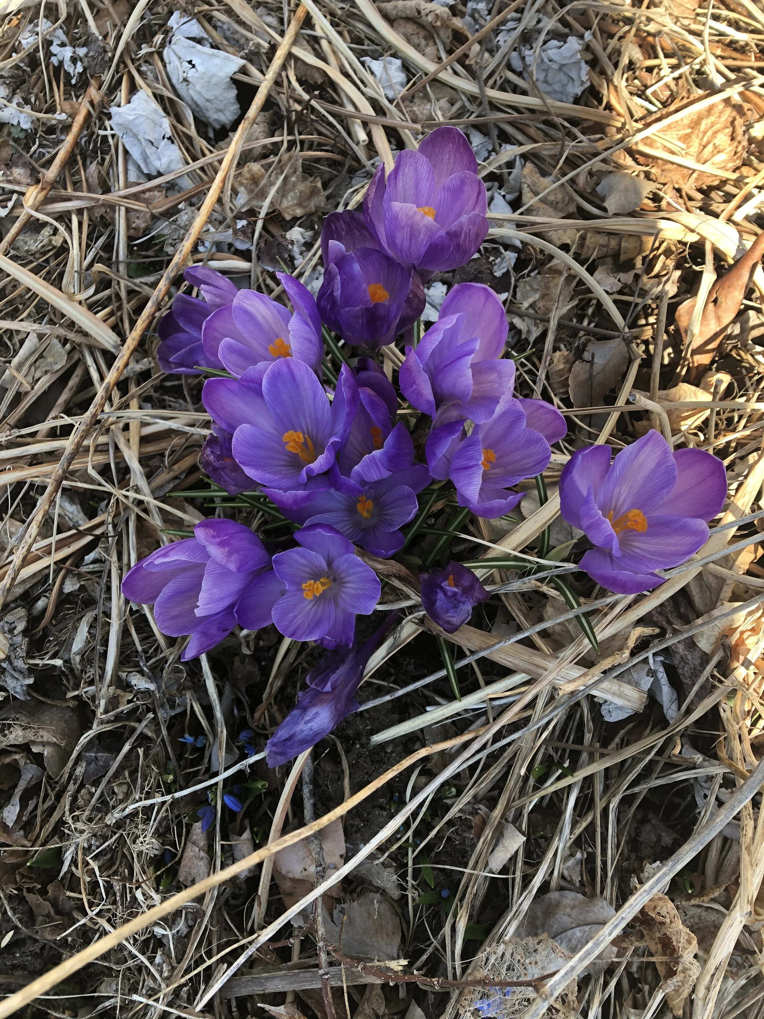 Creating a Year Round Garden: Spring Bulbs