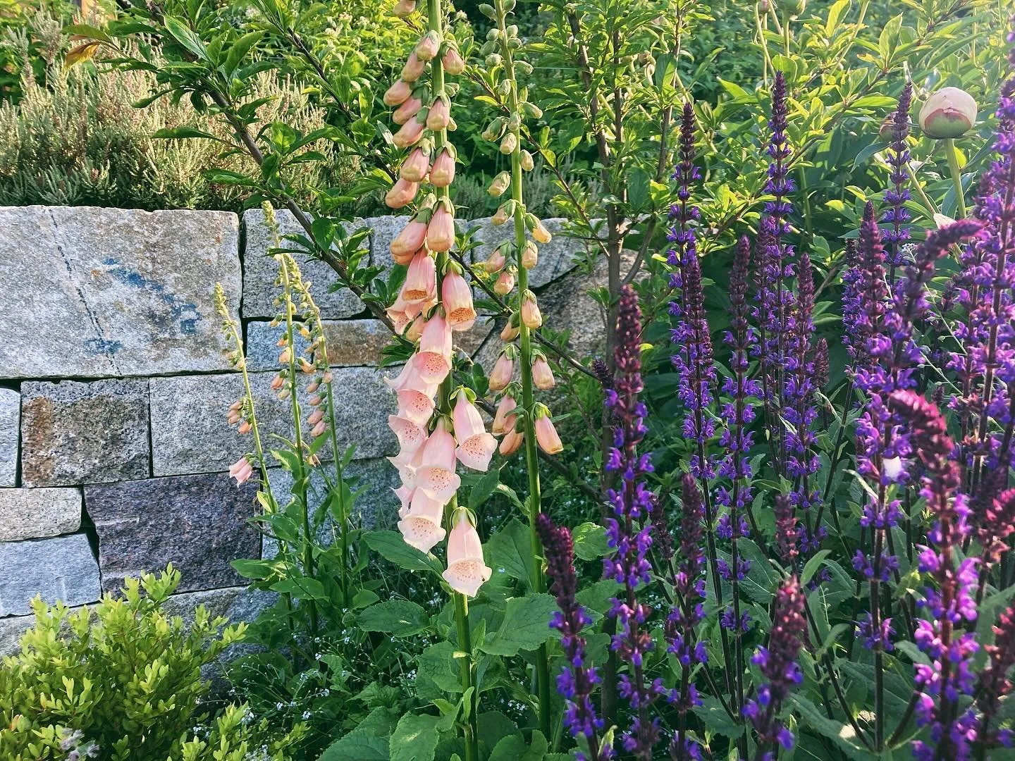 Early evening in June