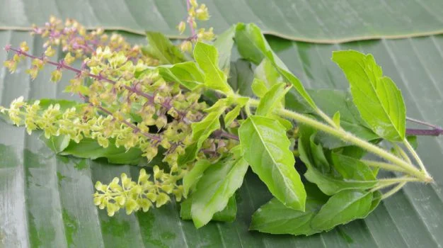 Ocimum sanctum (Tulsi/ Holy Basil)