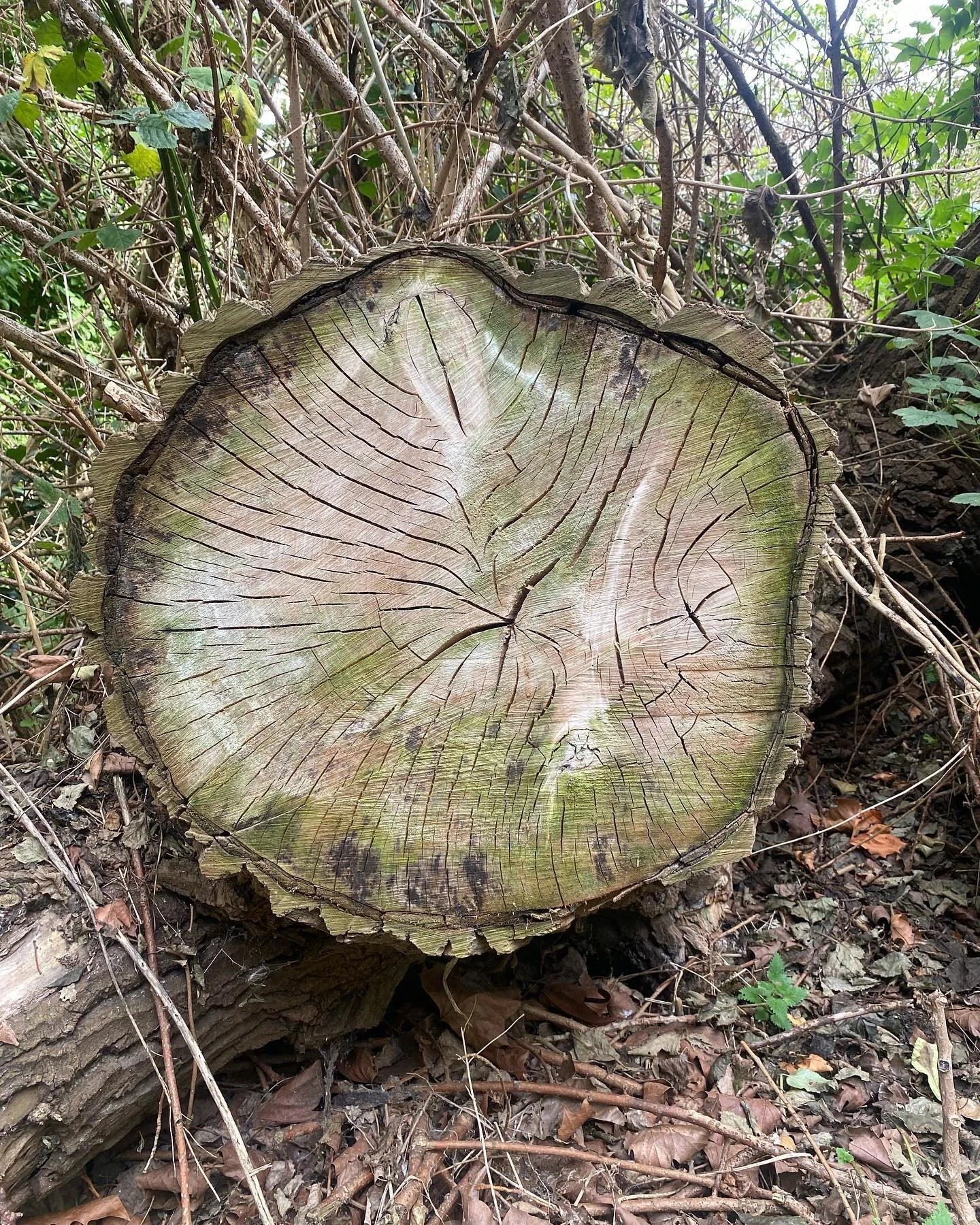 Treetrunk@hackneymarshland