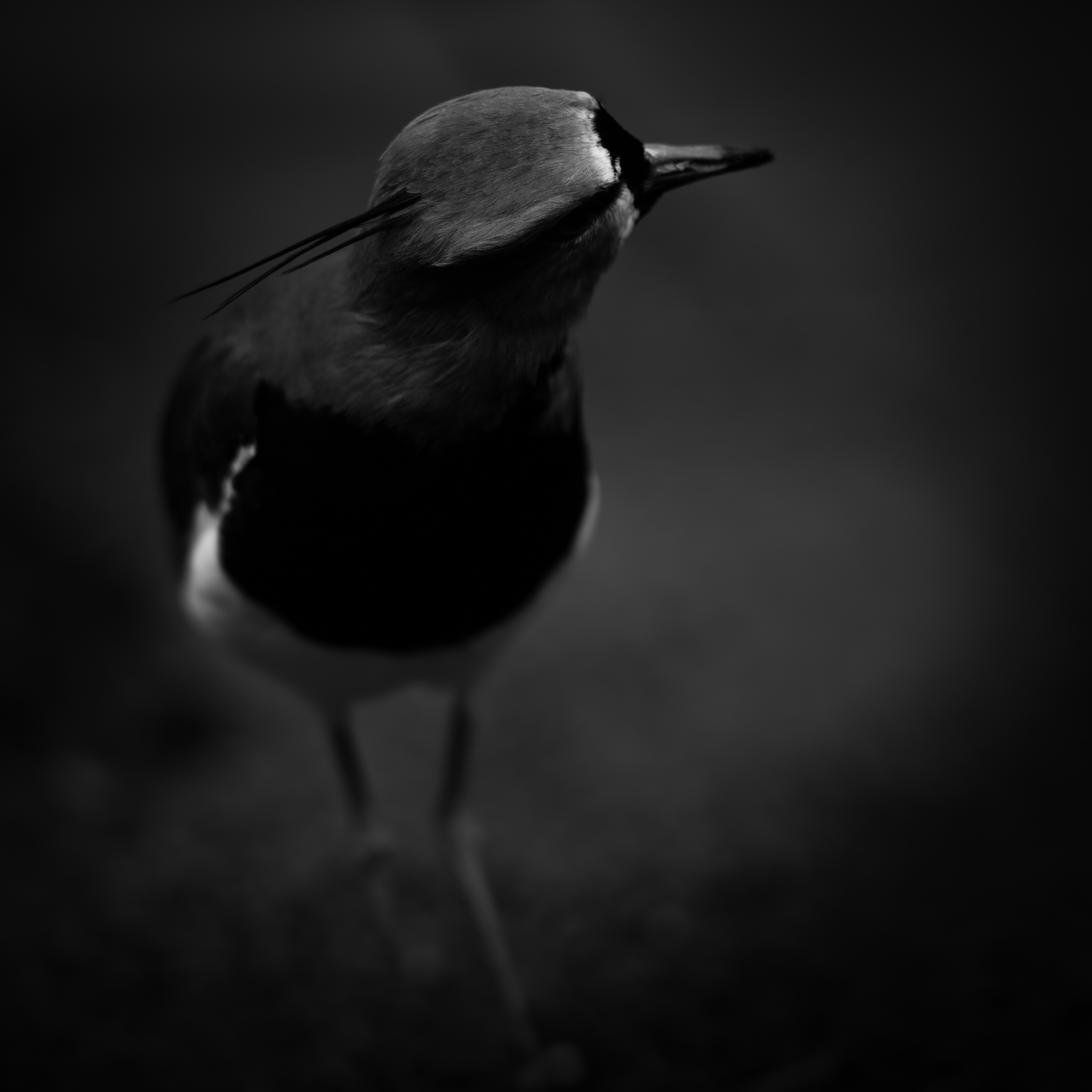 Southern Lapwing