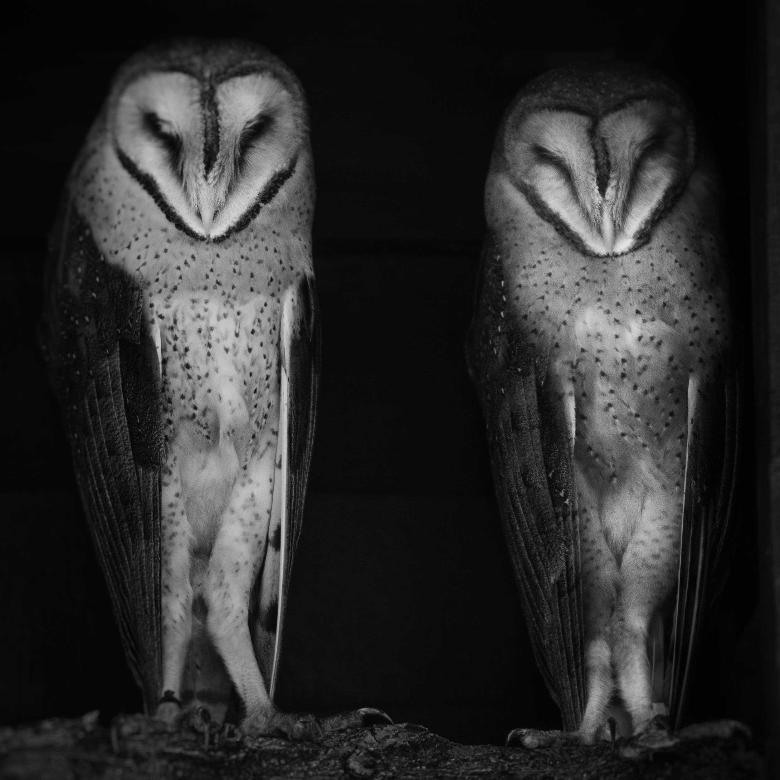 Barn Owls