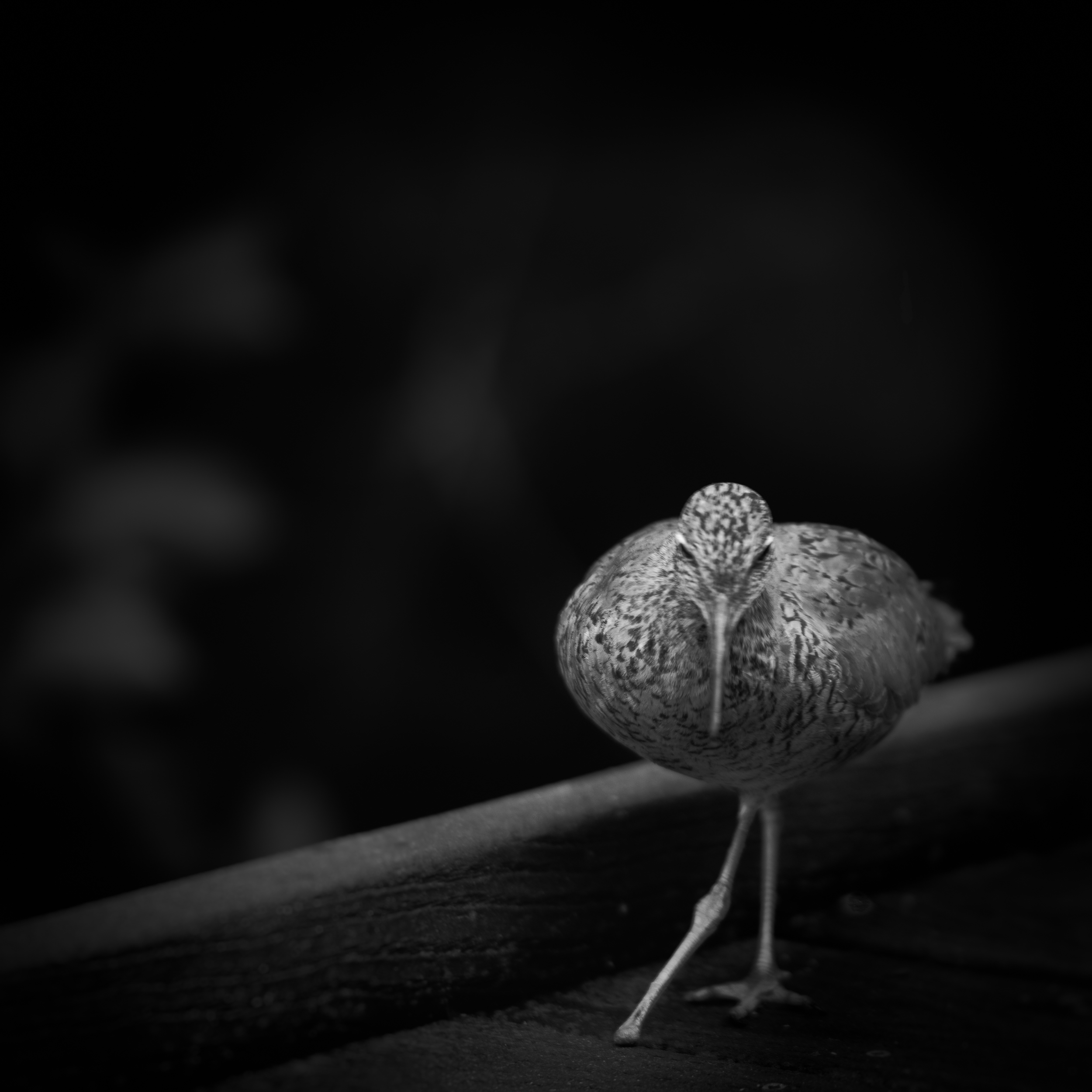 Willet