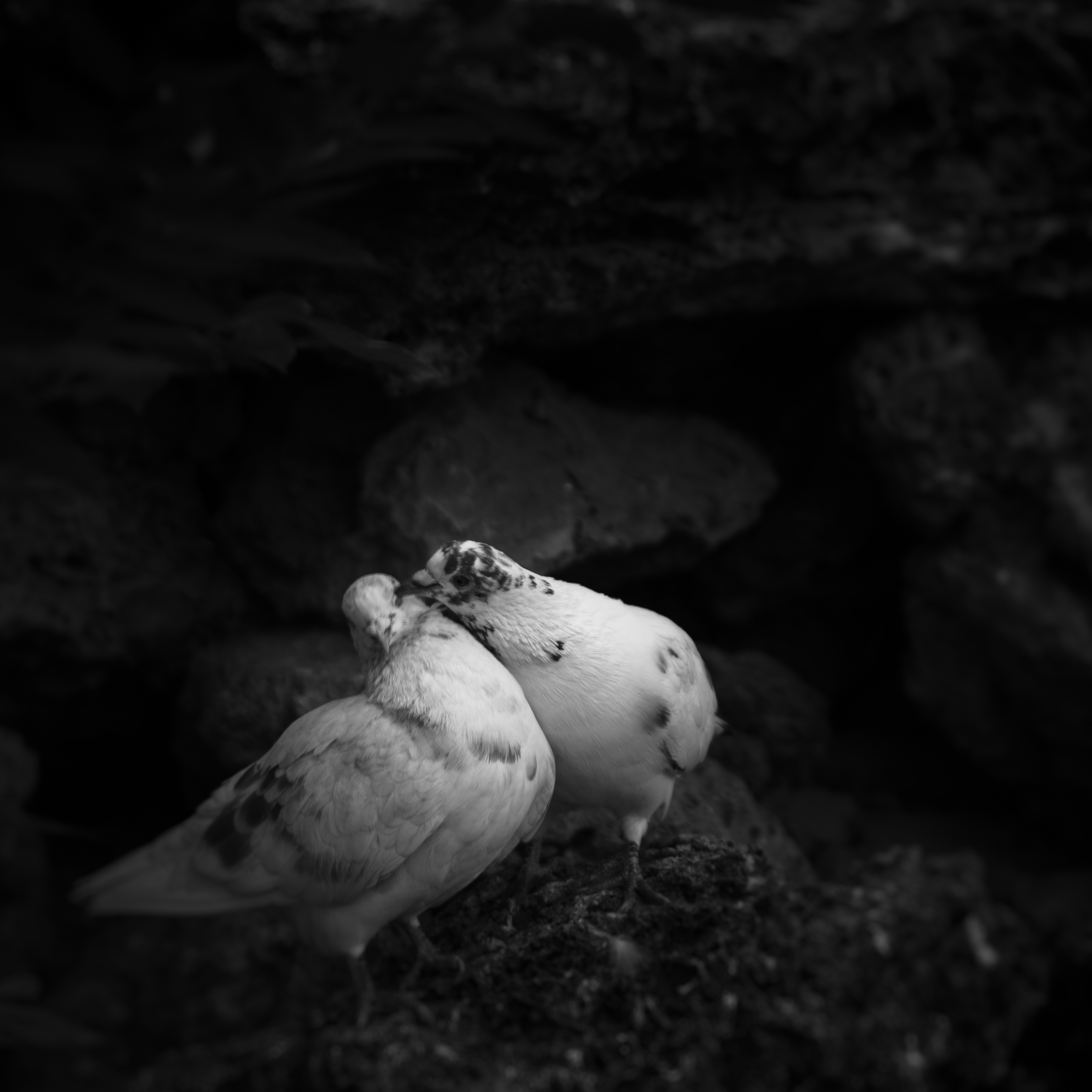 Mourning Doves