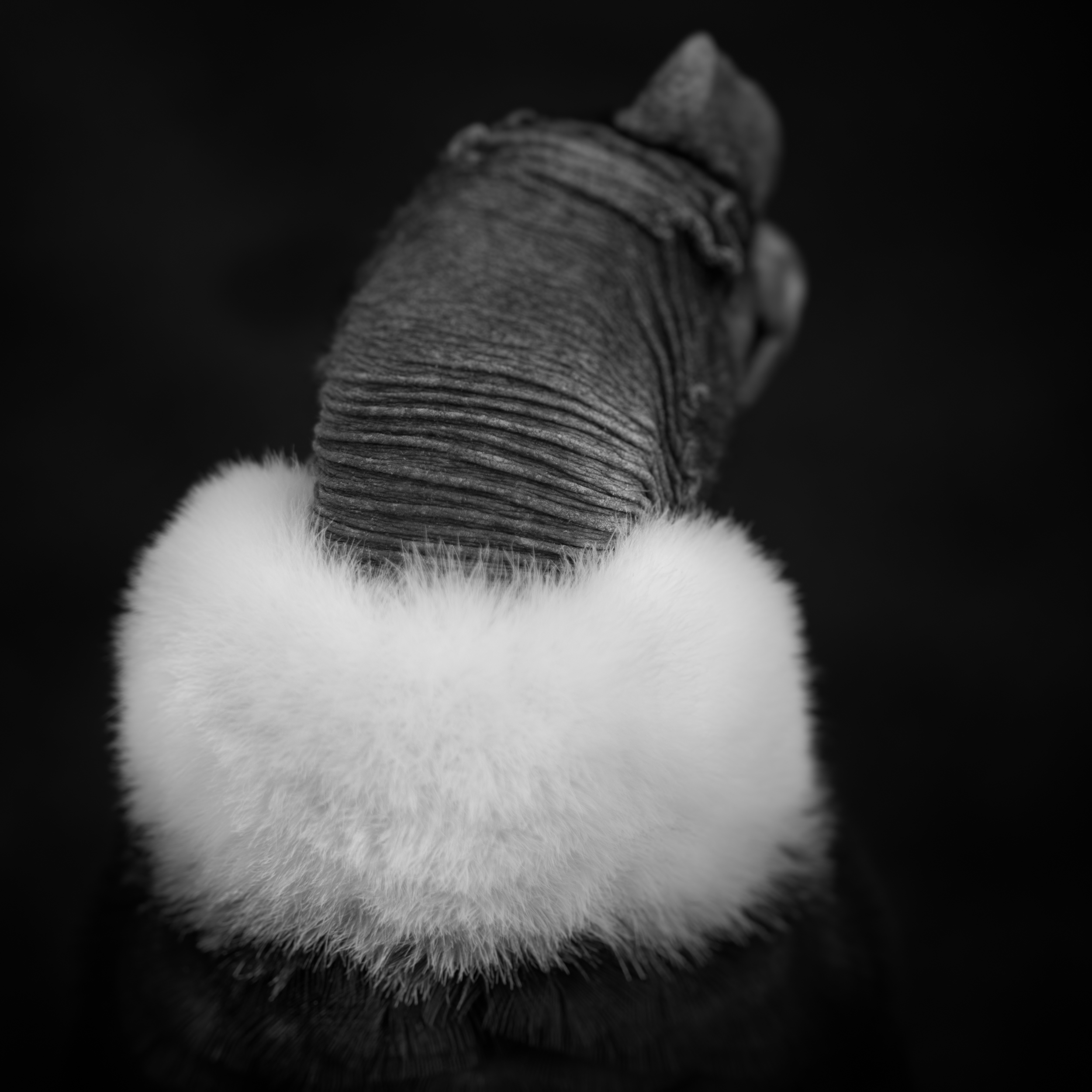 Andean Condor