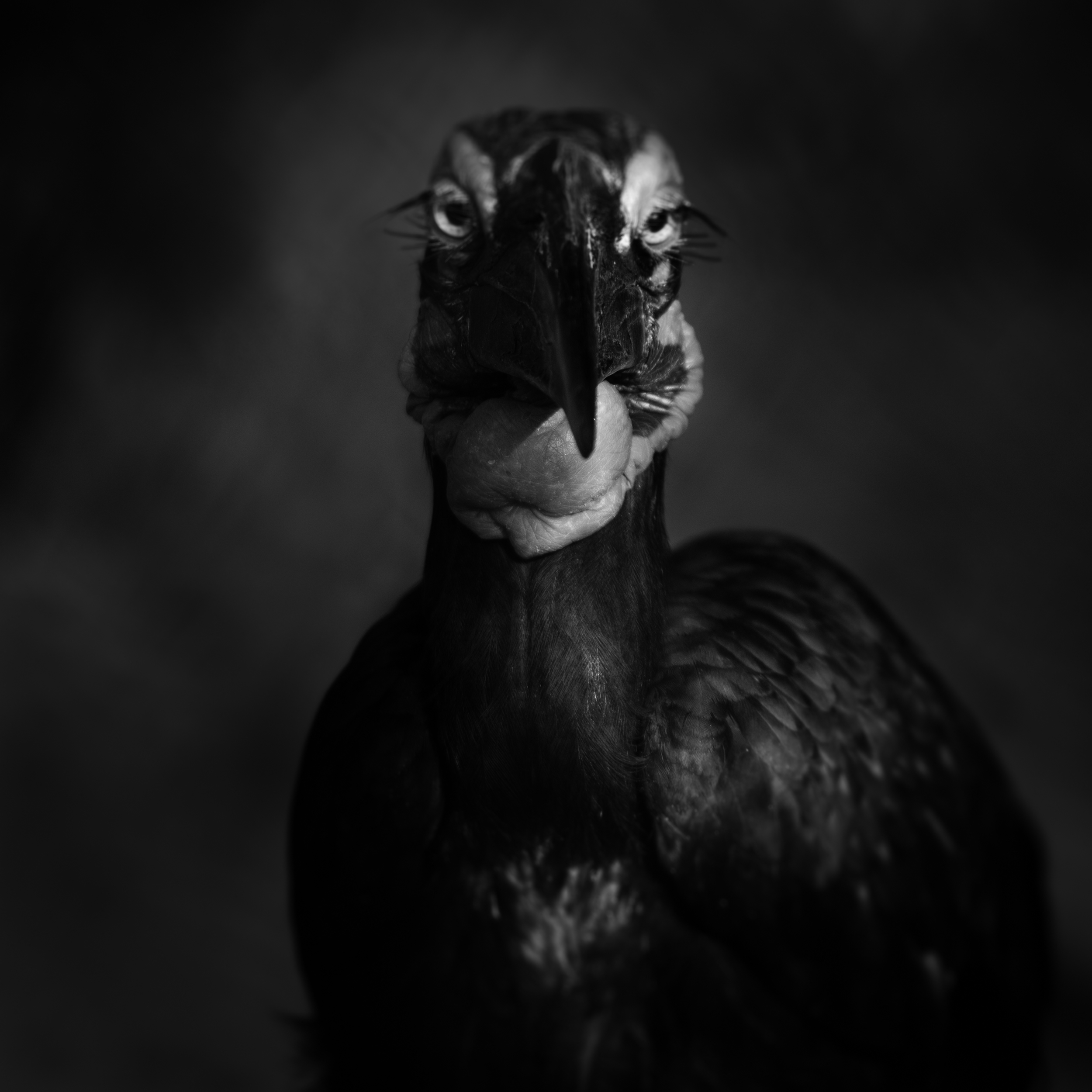 Southern Ground Hornbill