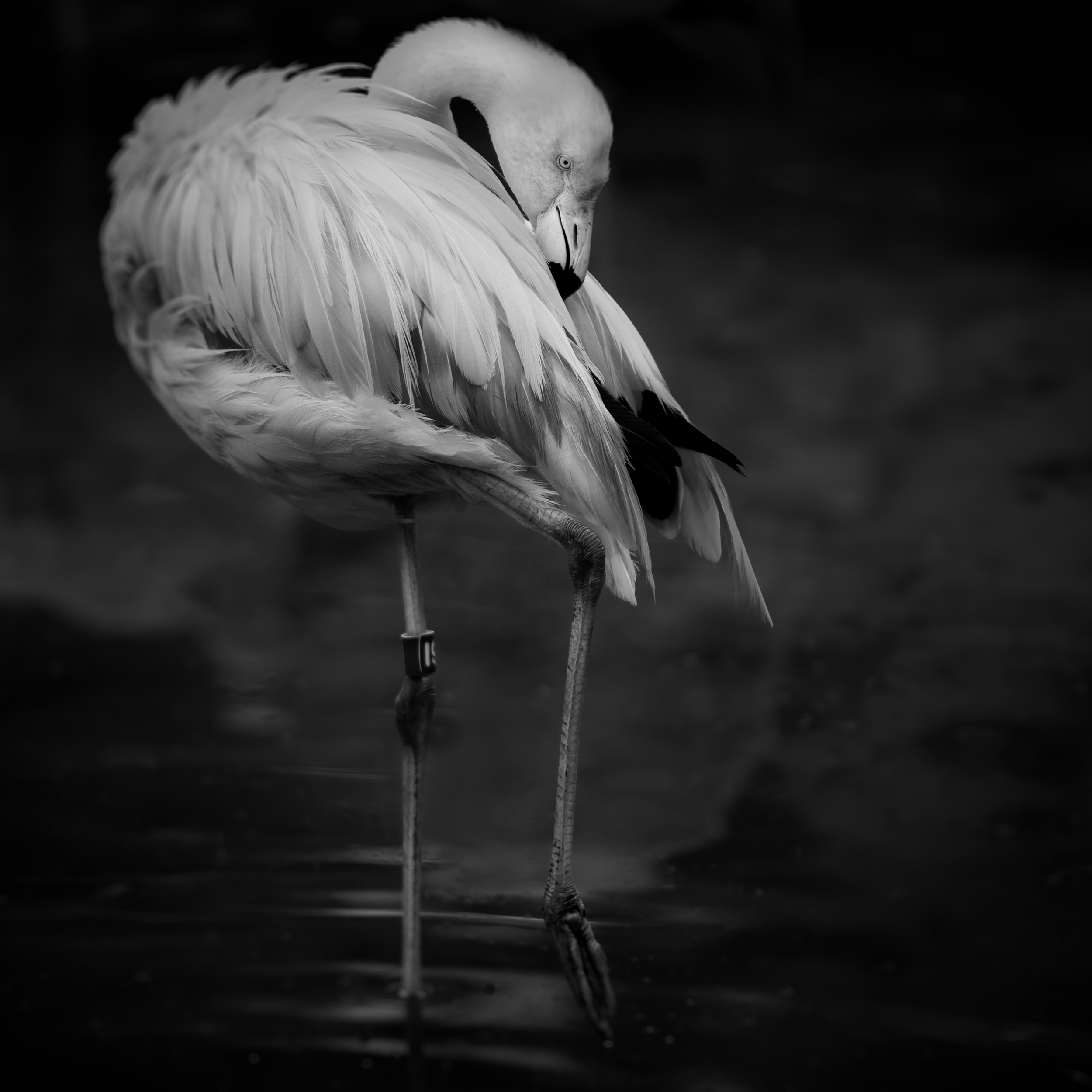 Chilean Flamingo
