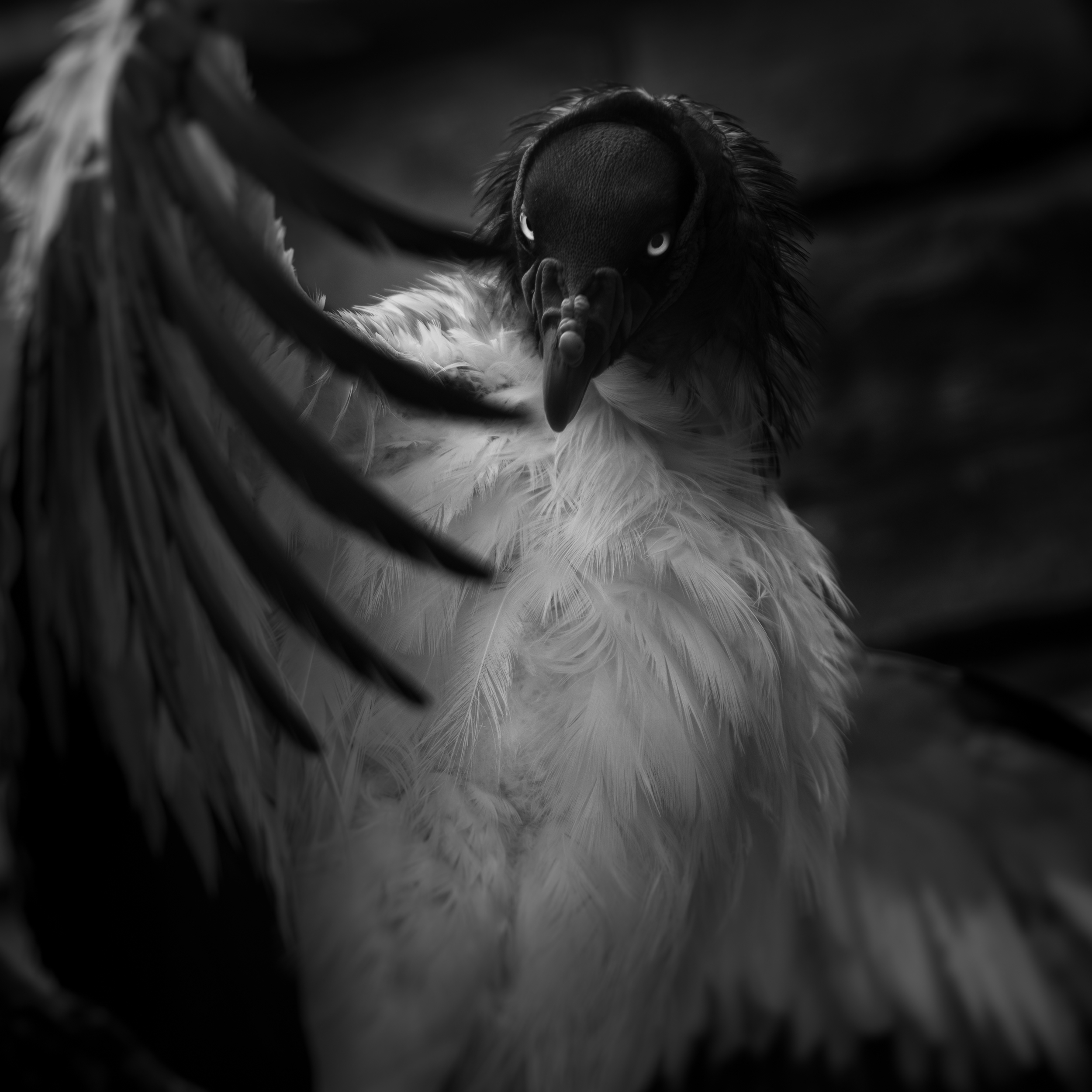 King Vulture