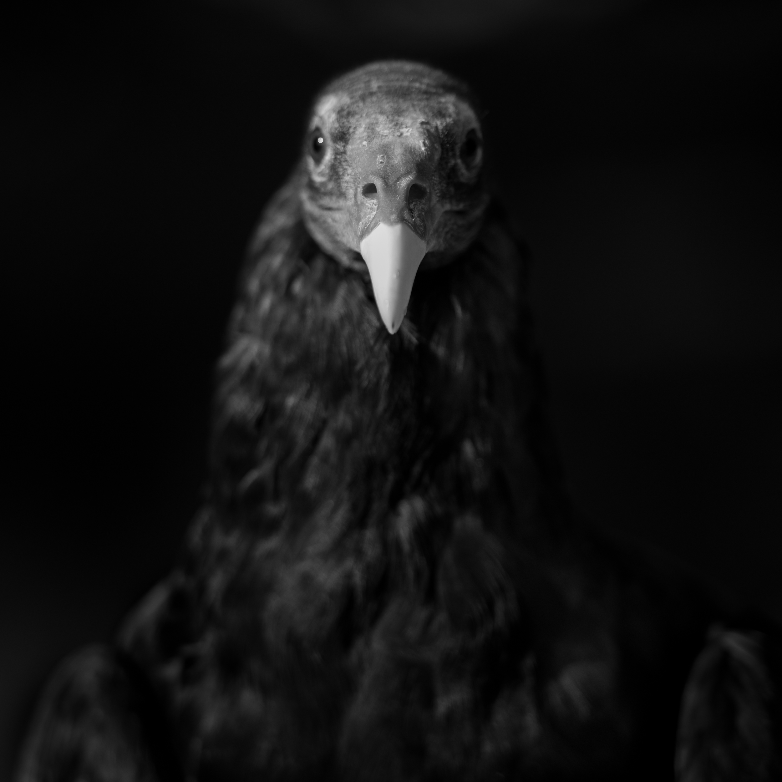 Turkey Vulture 2