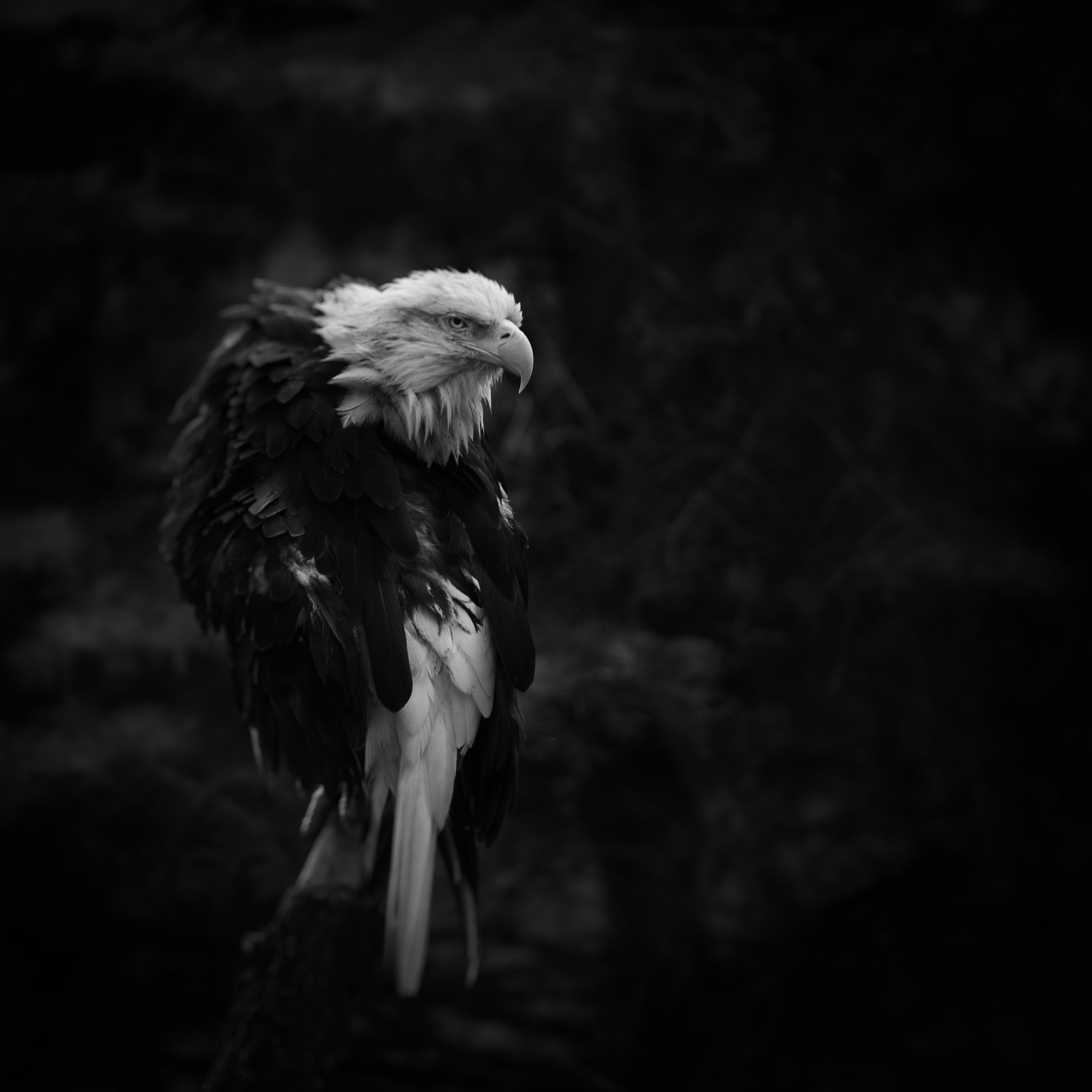 Bald Eagle 2
