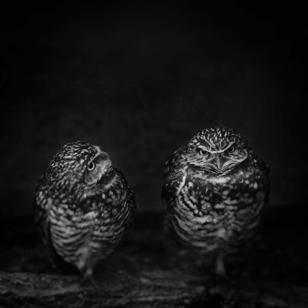 Burrowing Owls