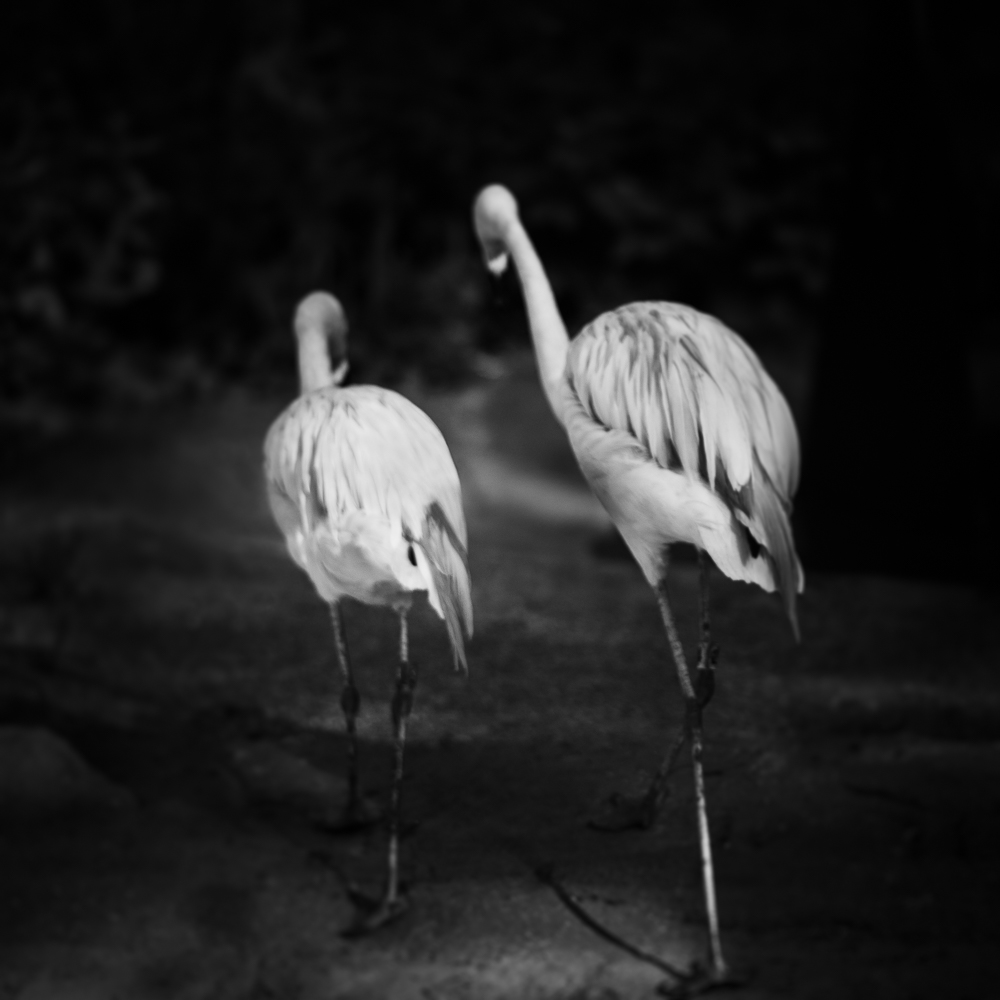 Two Chilean Flamingos