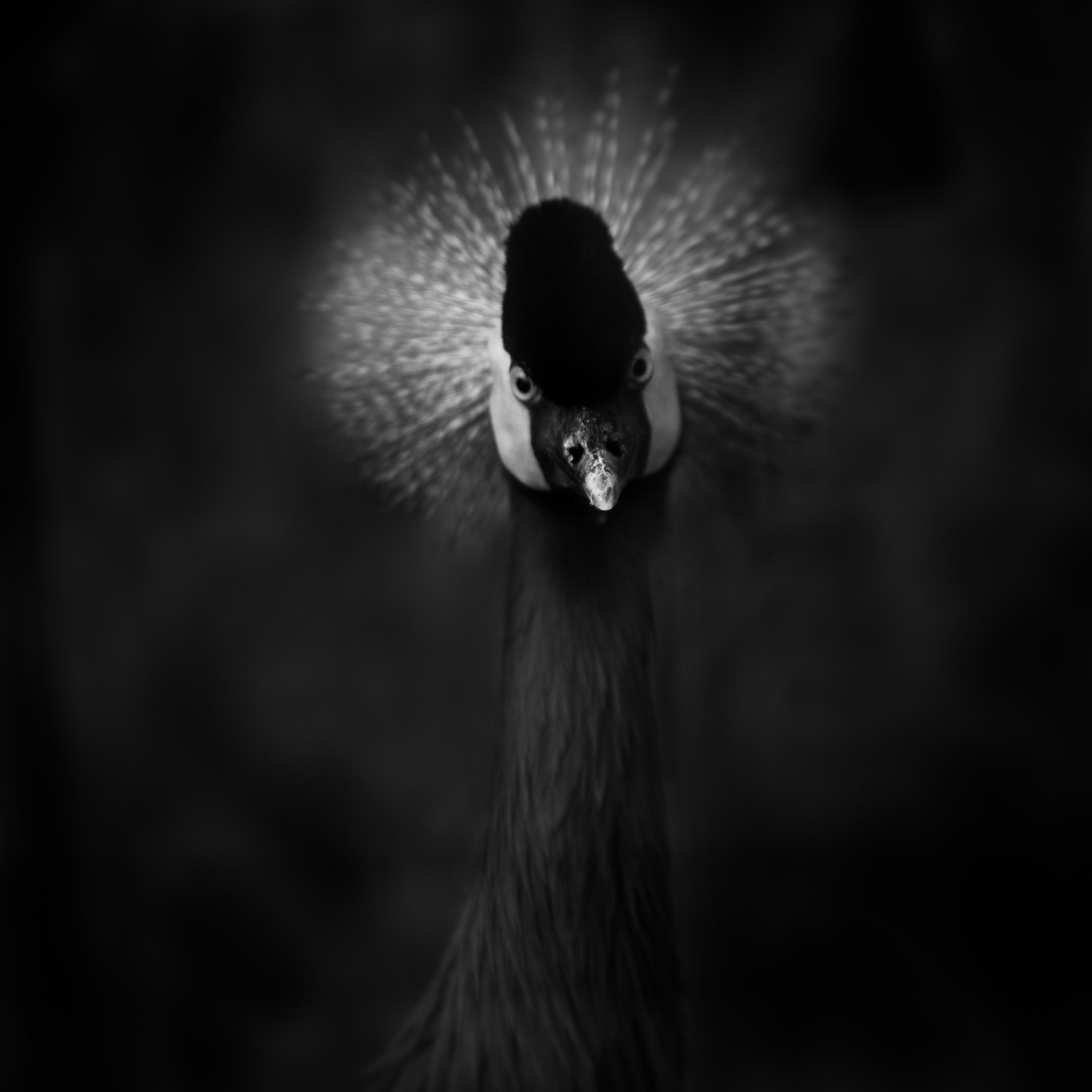 West African Crowned Crane