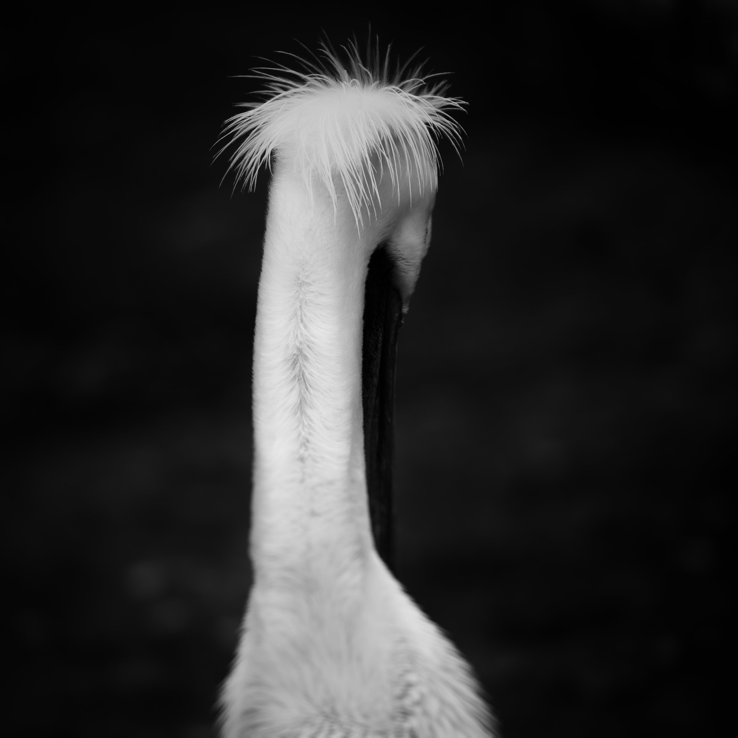 American White Pelican 2