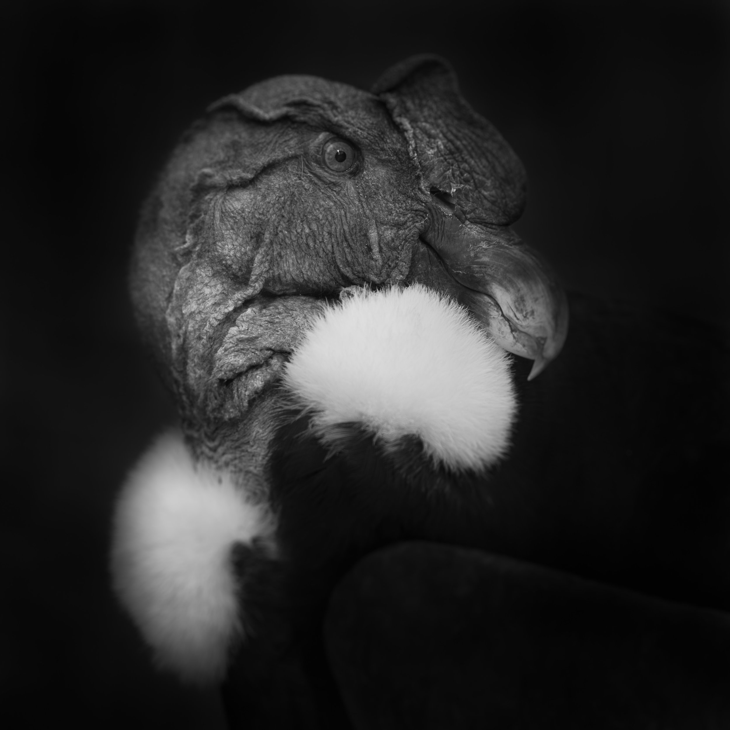 Andean Condor 3