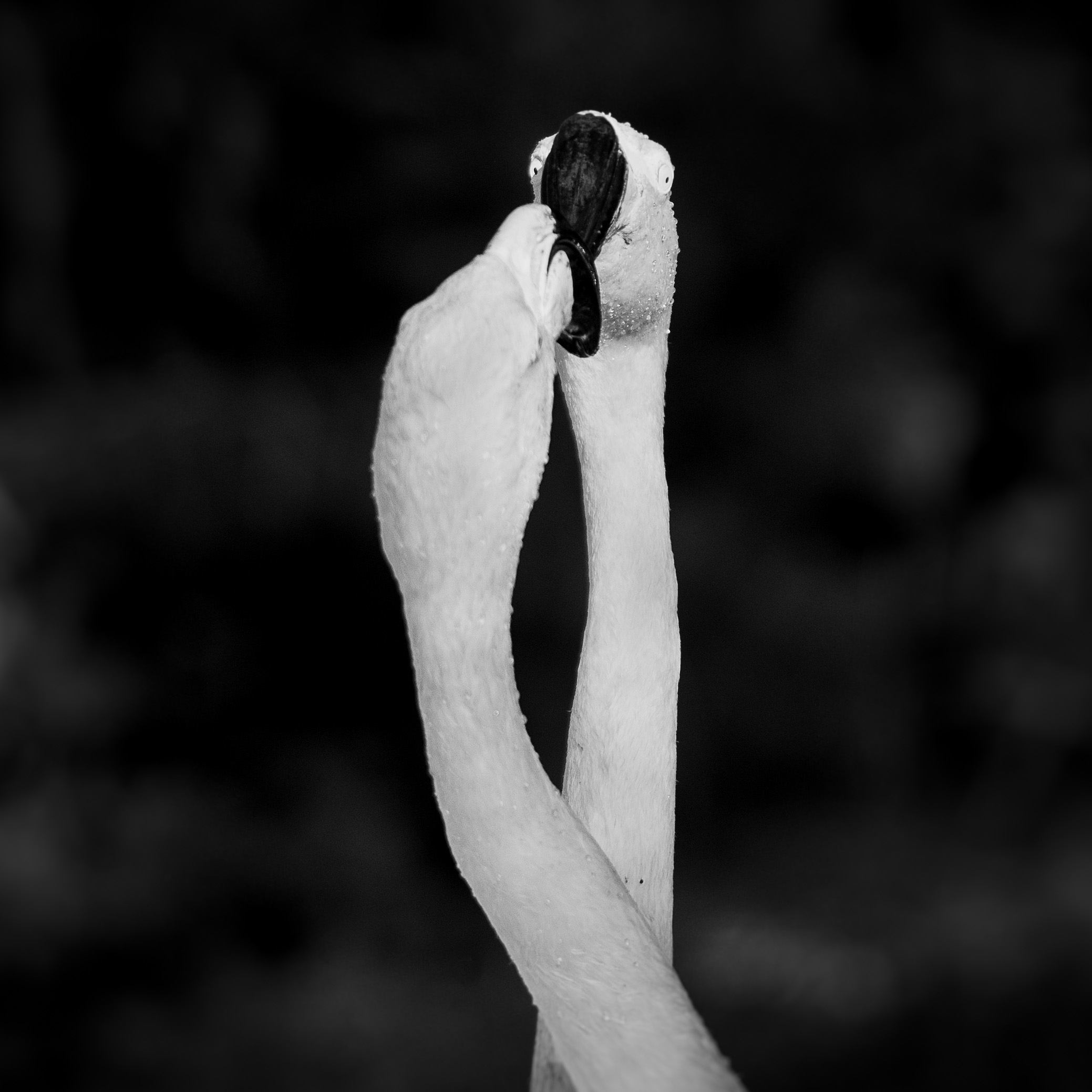 Two Chilean Flamingos 2