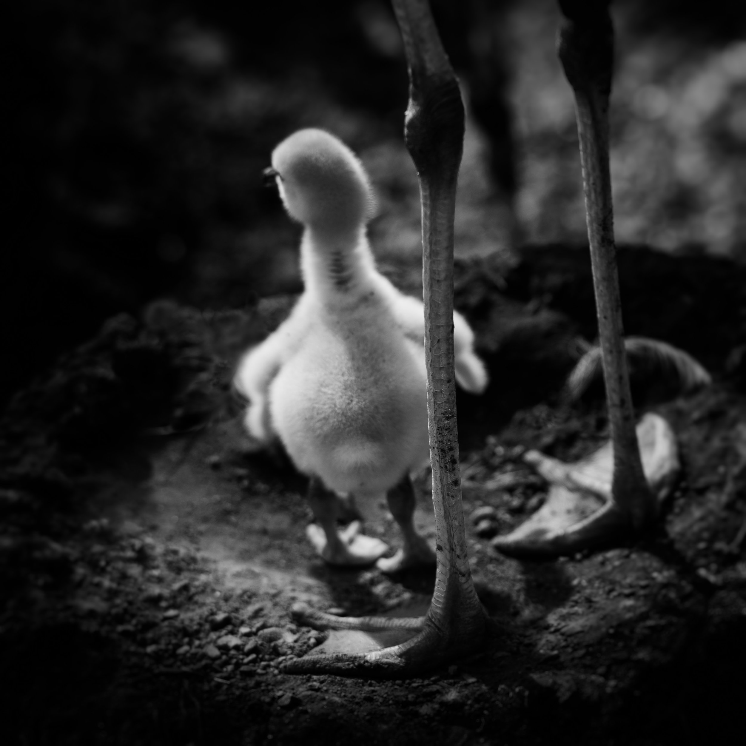 Chilean Flamingo Chick