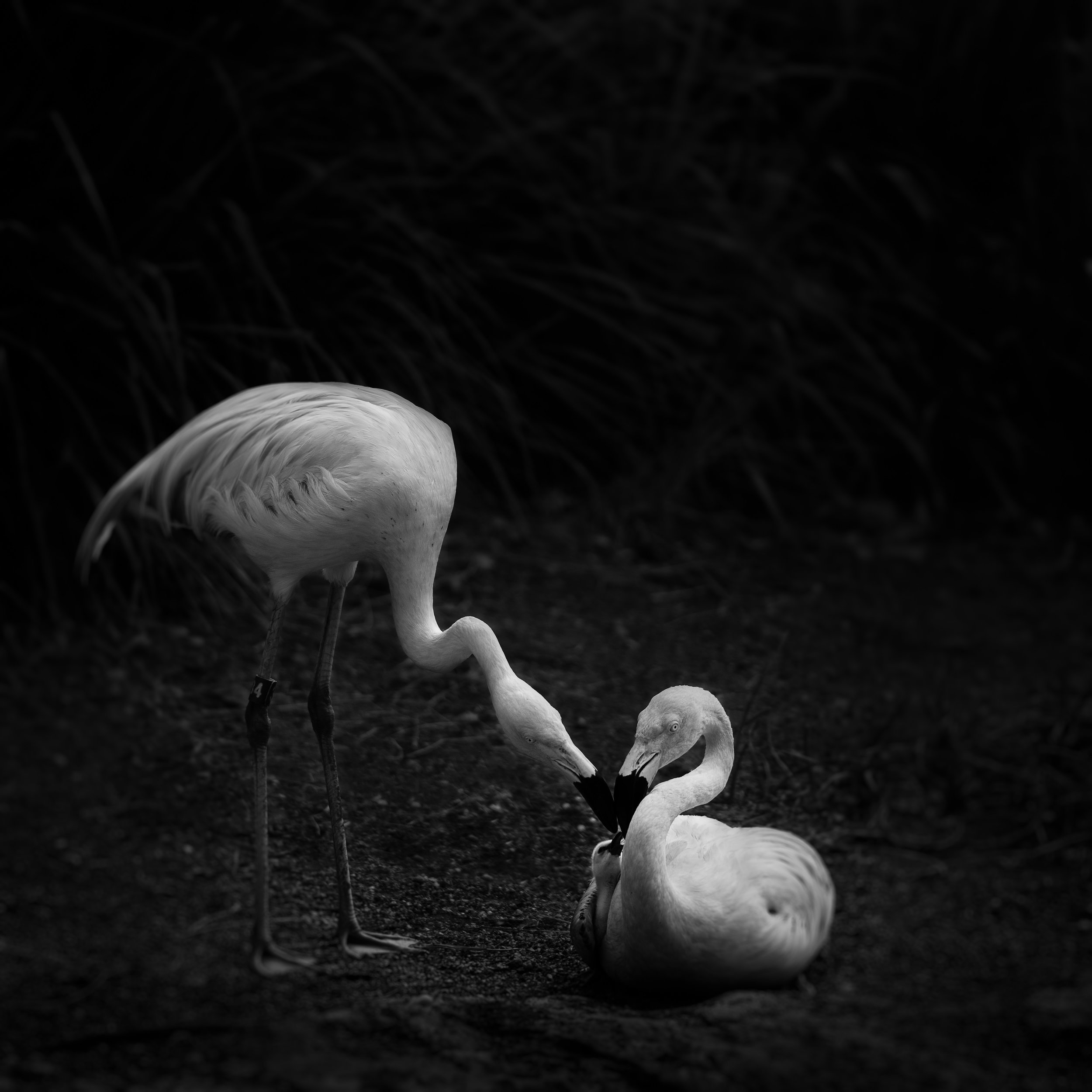 Chilean Flamingo Family