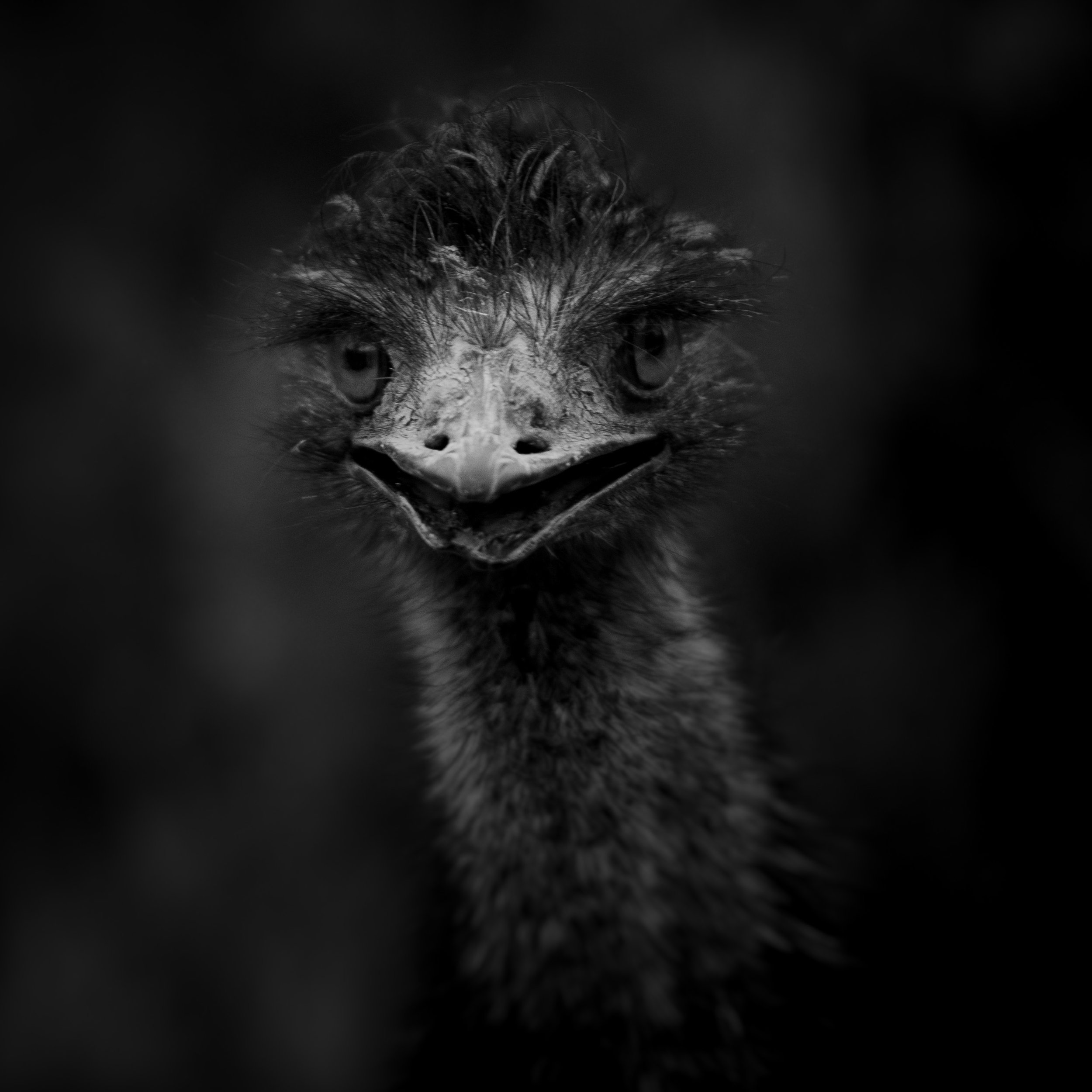Emu