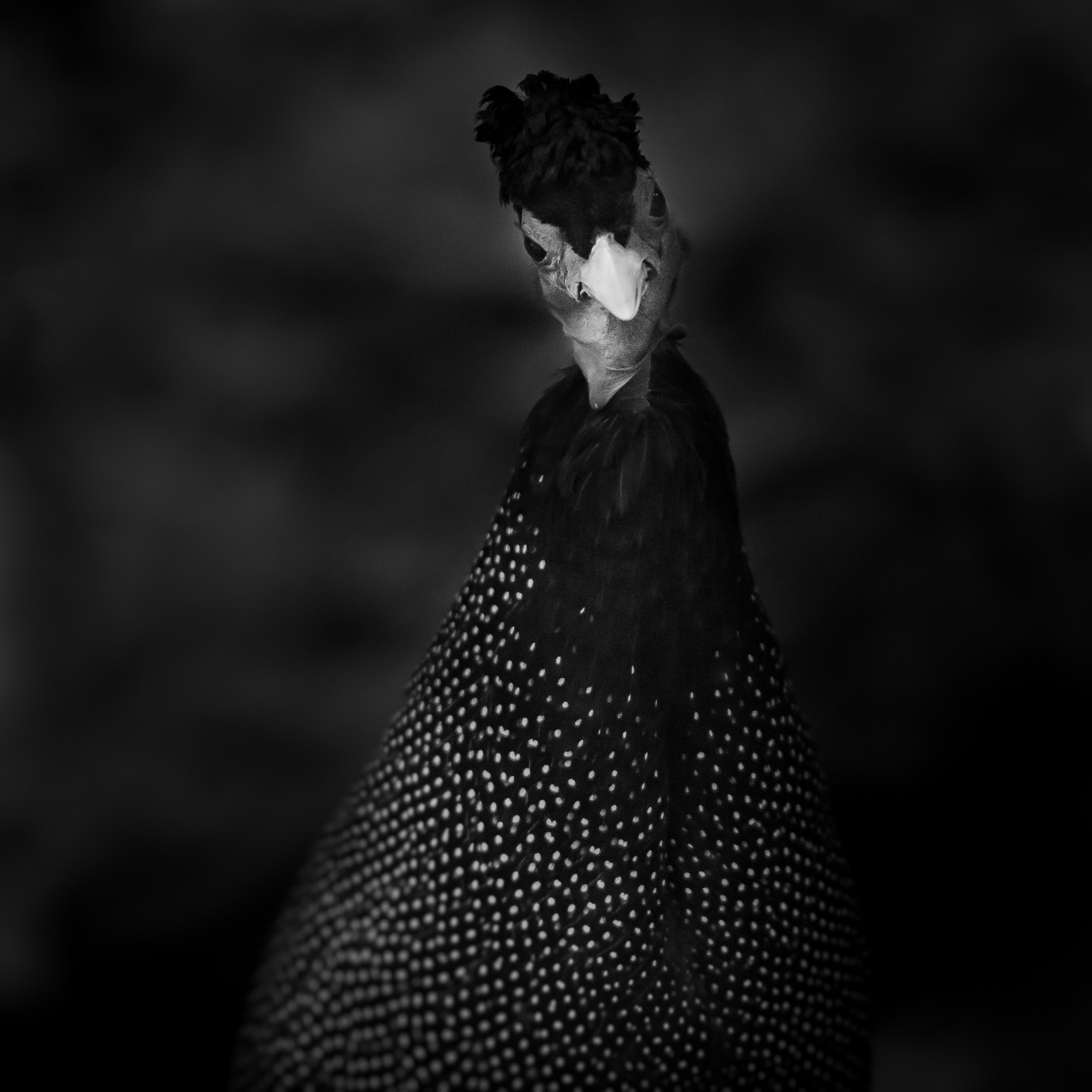 Kenya Crested Guineafowl