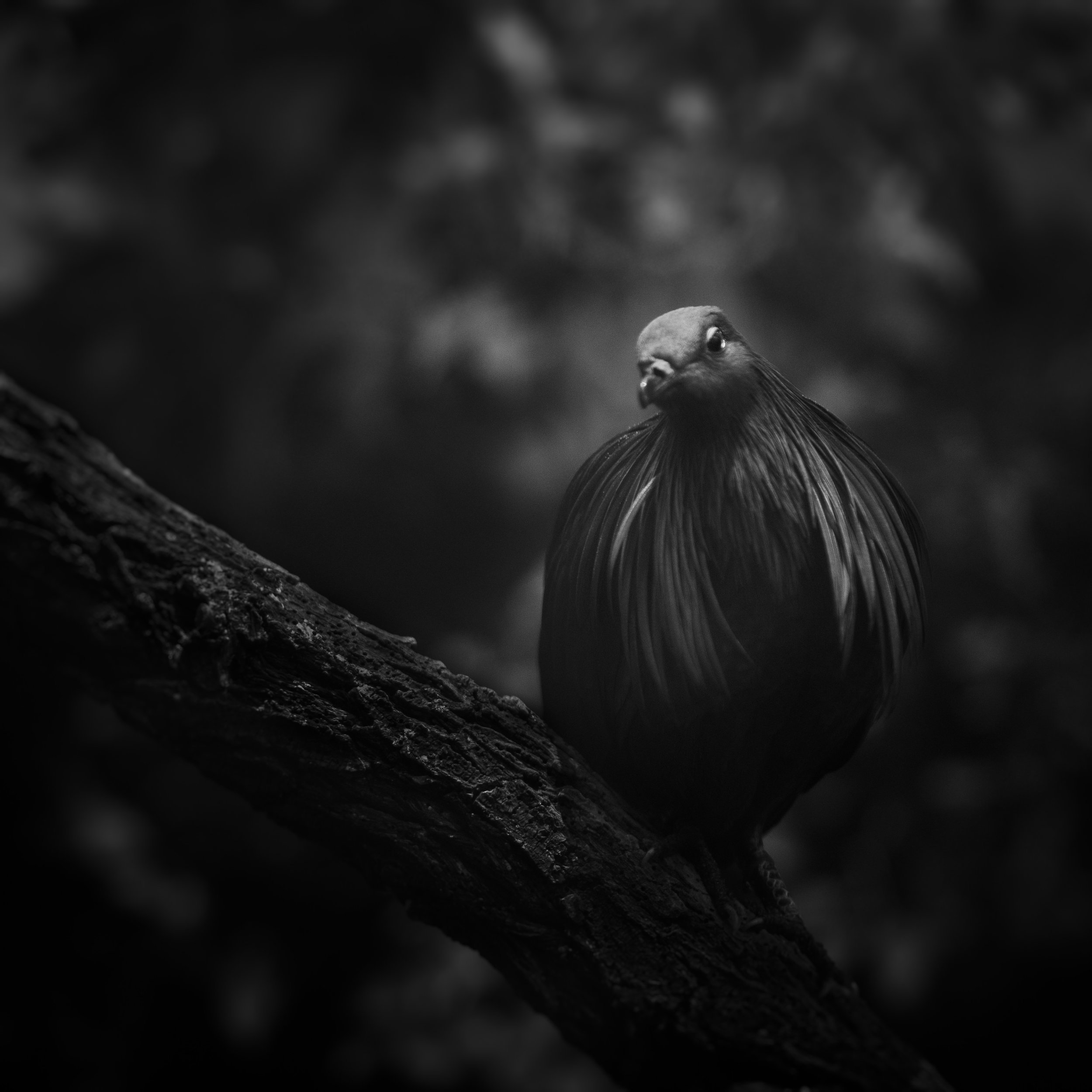 Nicobar Pigeon