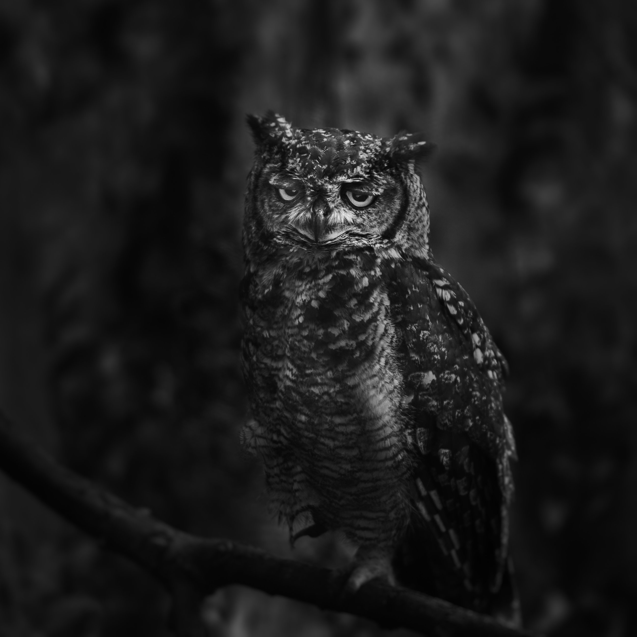 Spotted Eagle Owl