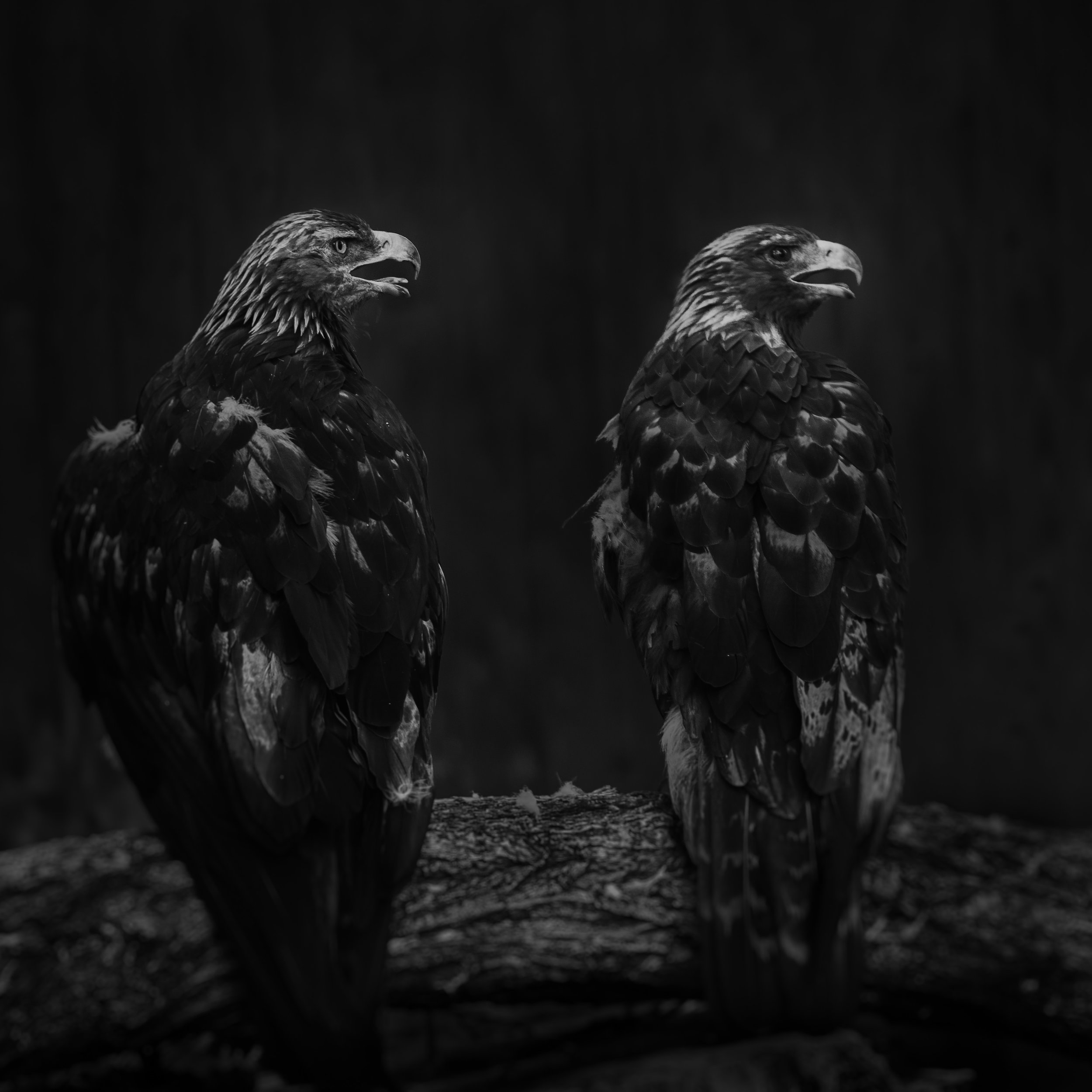 Golden Eagles