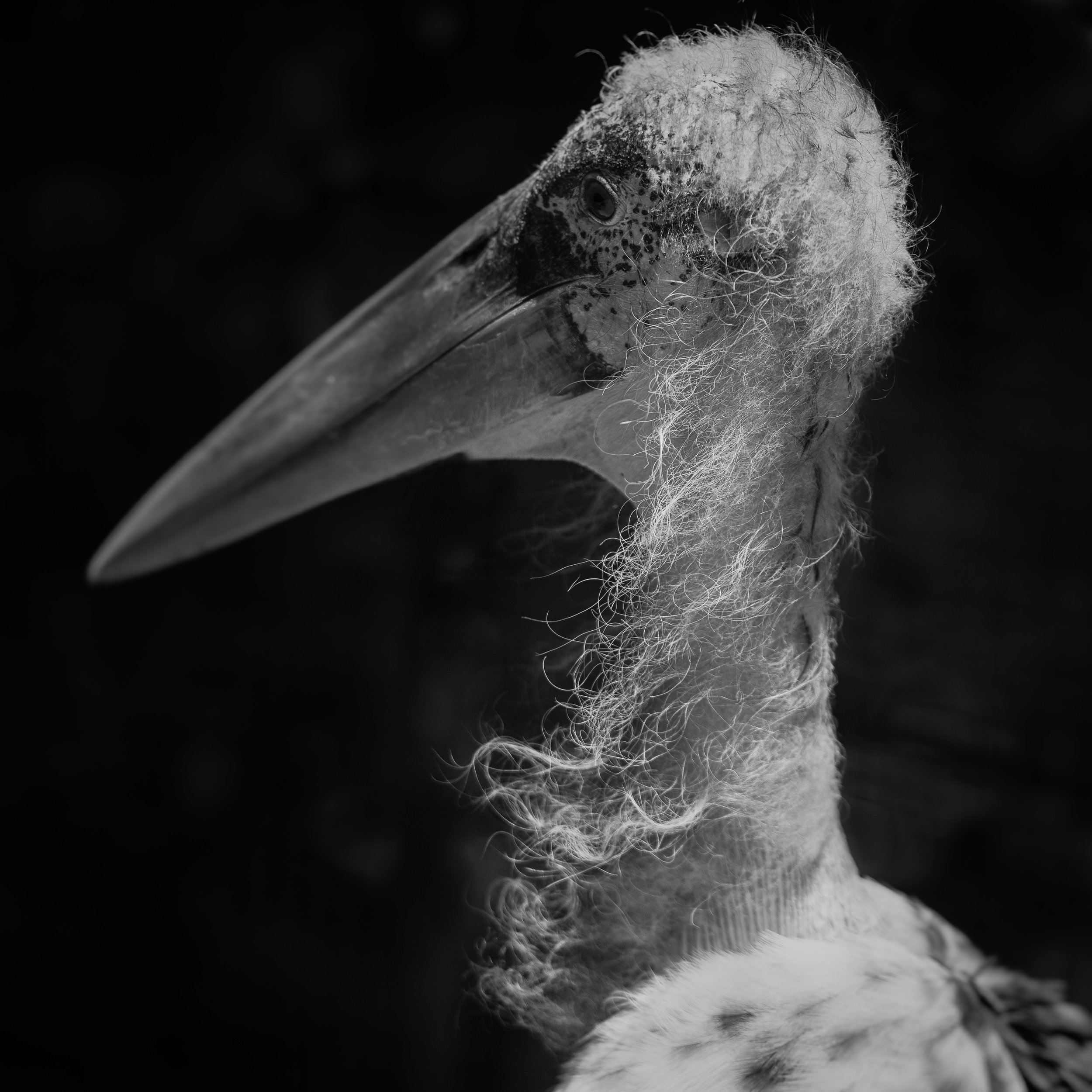 Marabou Stork