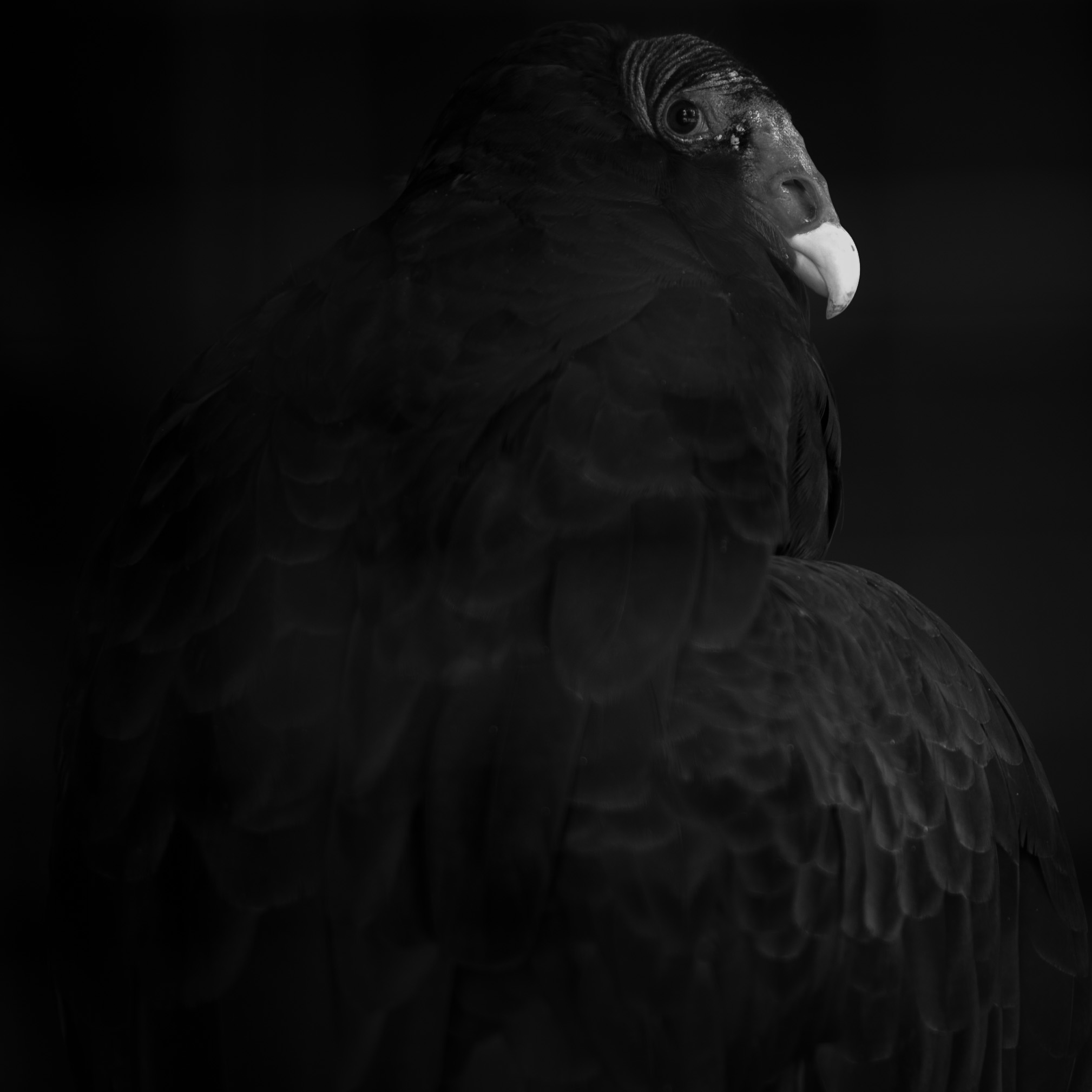Turkey Vulture