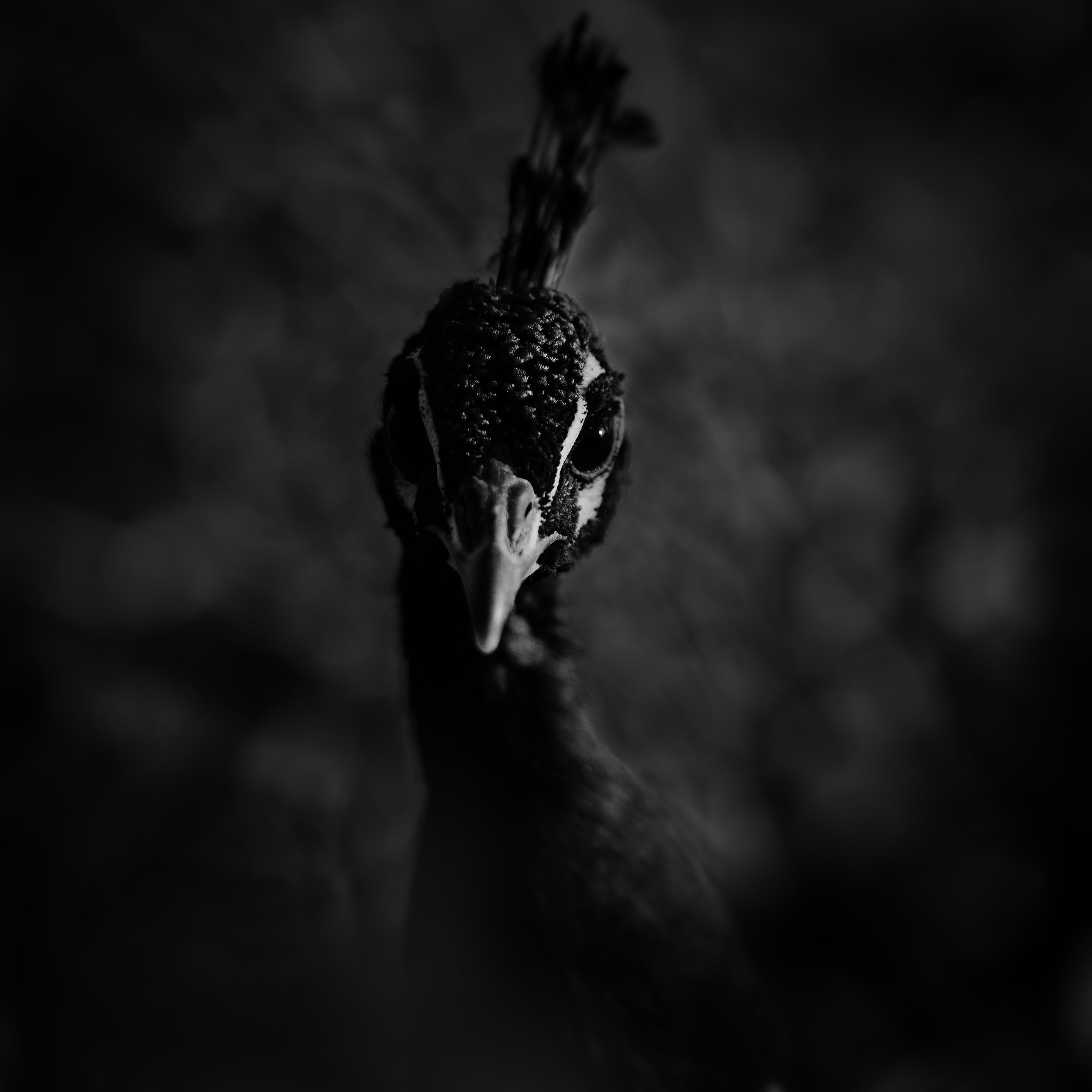 Indian Peafowl