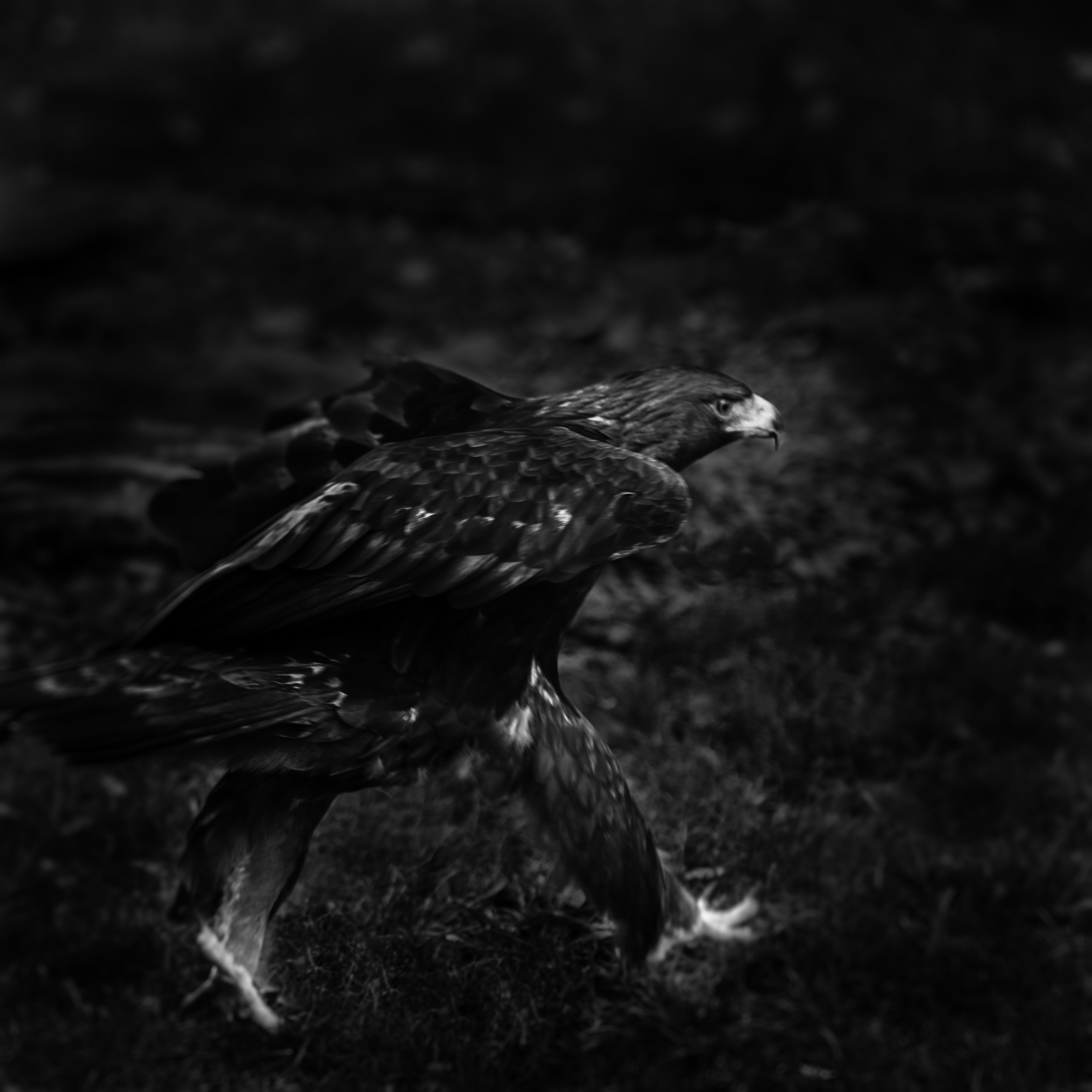 Golden Eagle