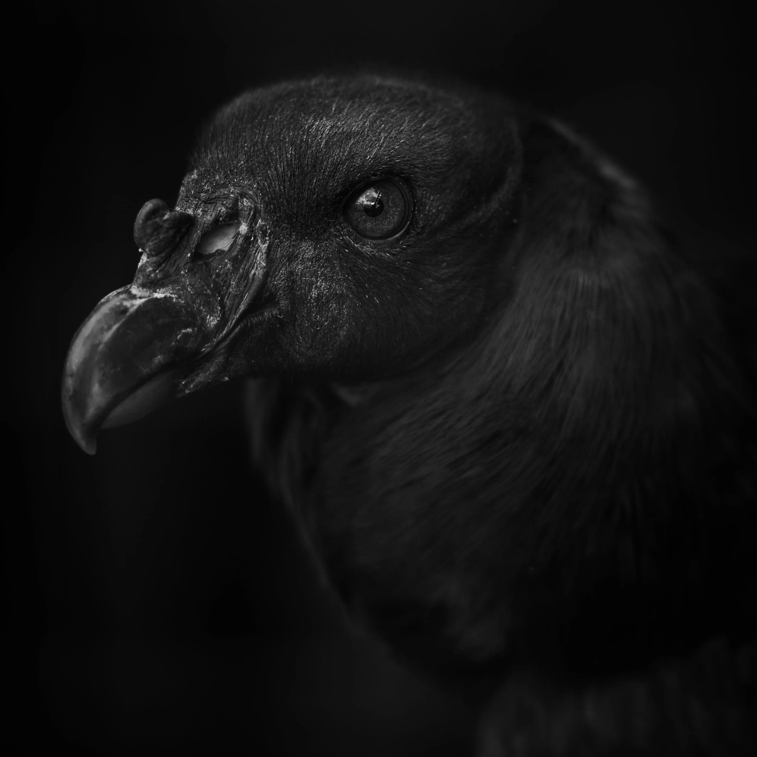 King Vulture 2
