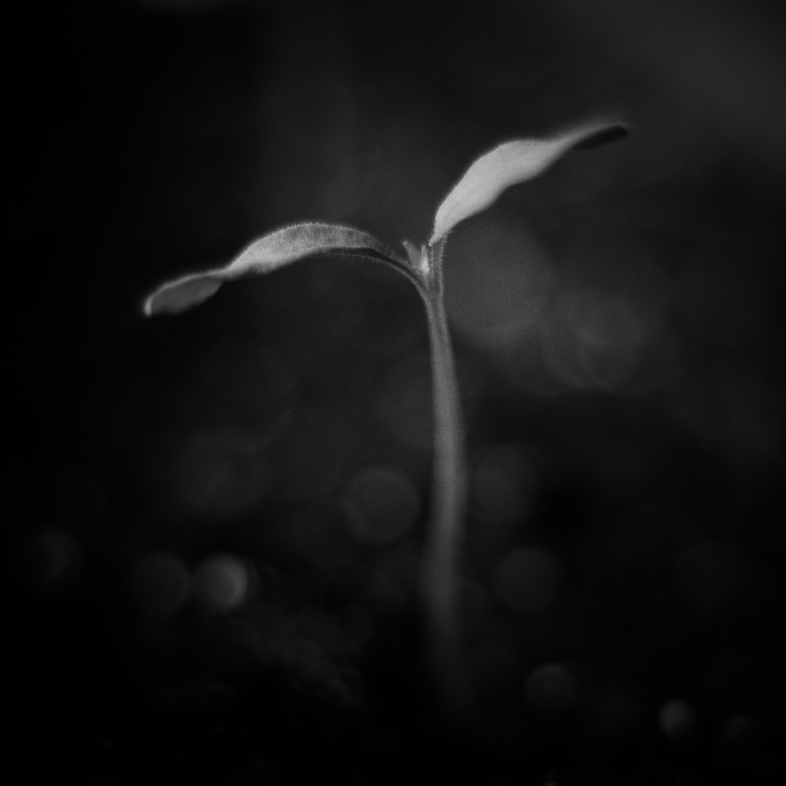 Seedling