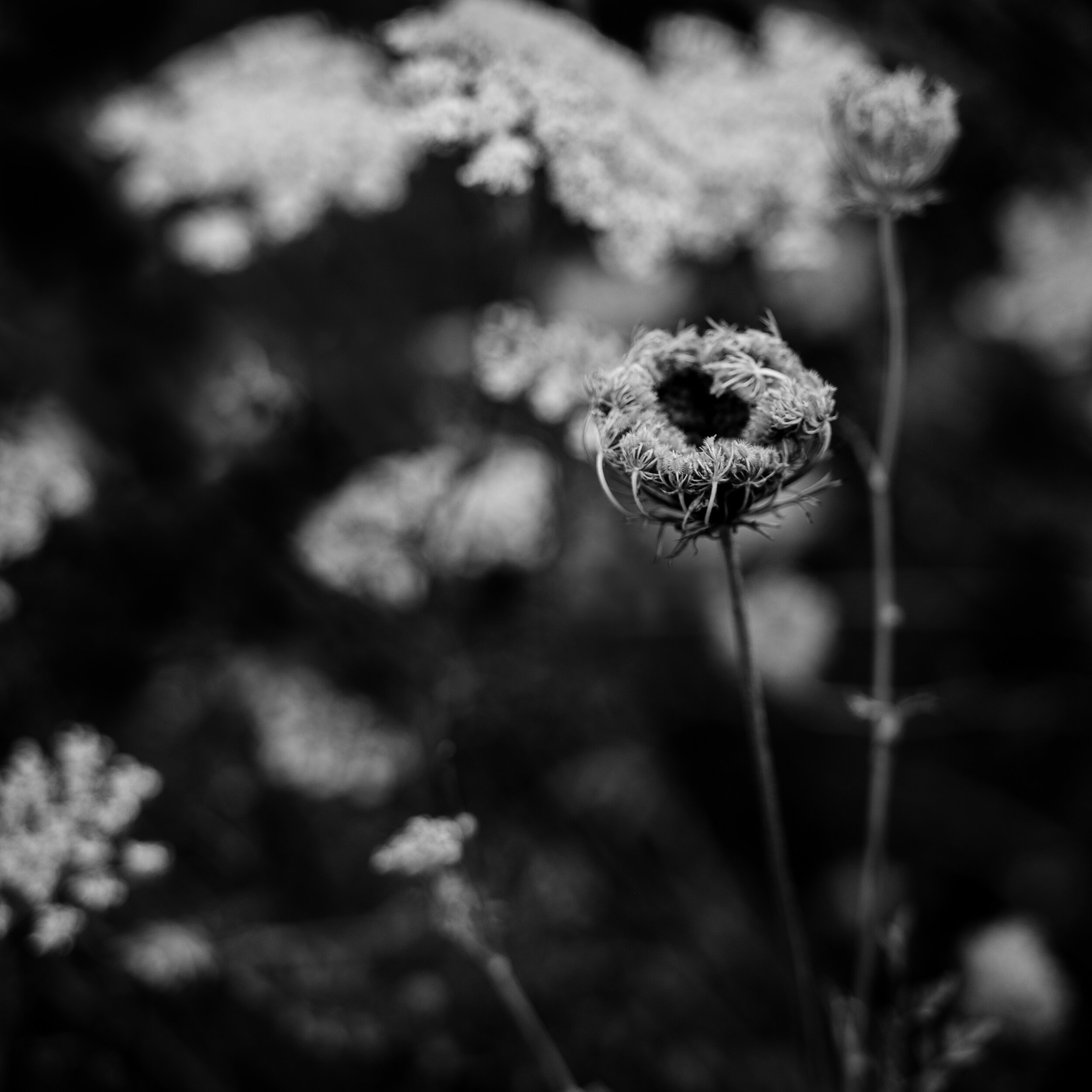 Queen Anne's Lace