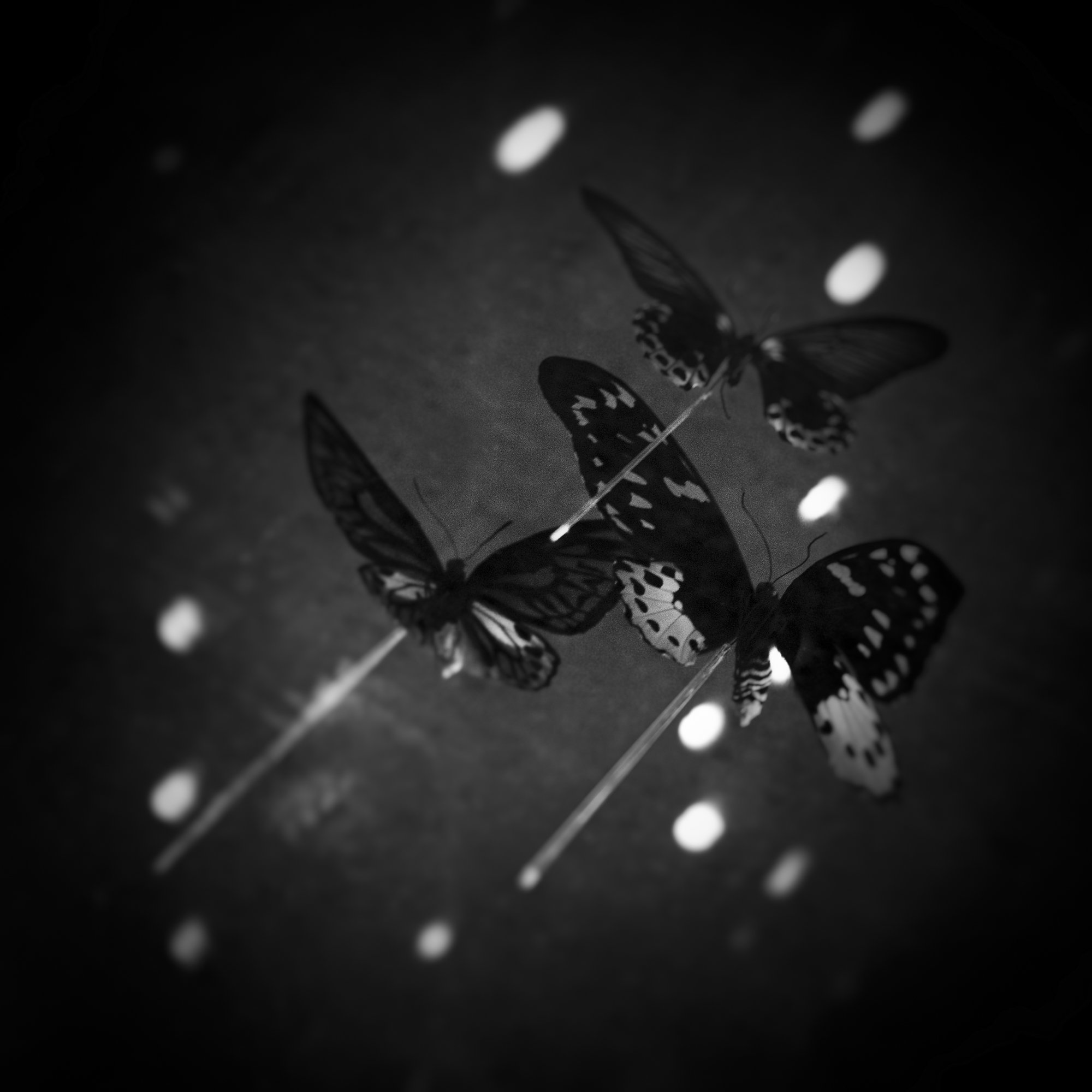 untitled15.jpg