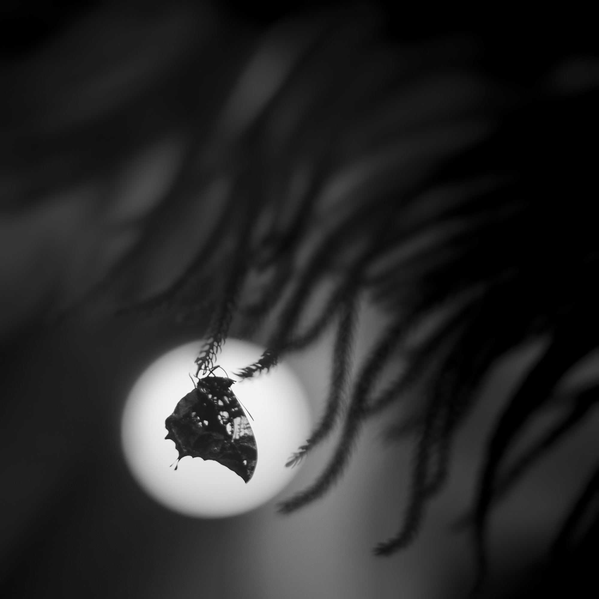 untitled18.jpg