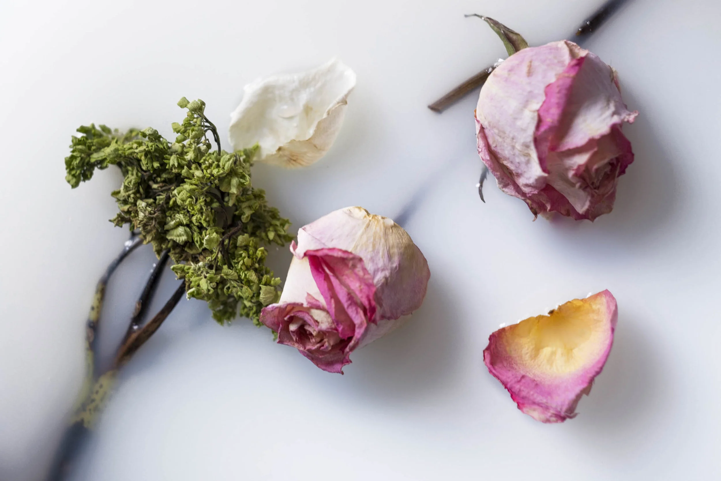 milk and roses