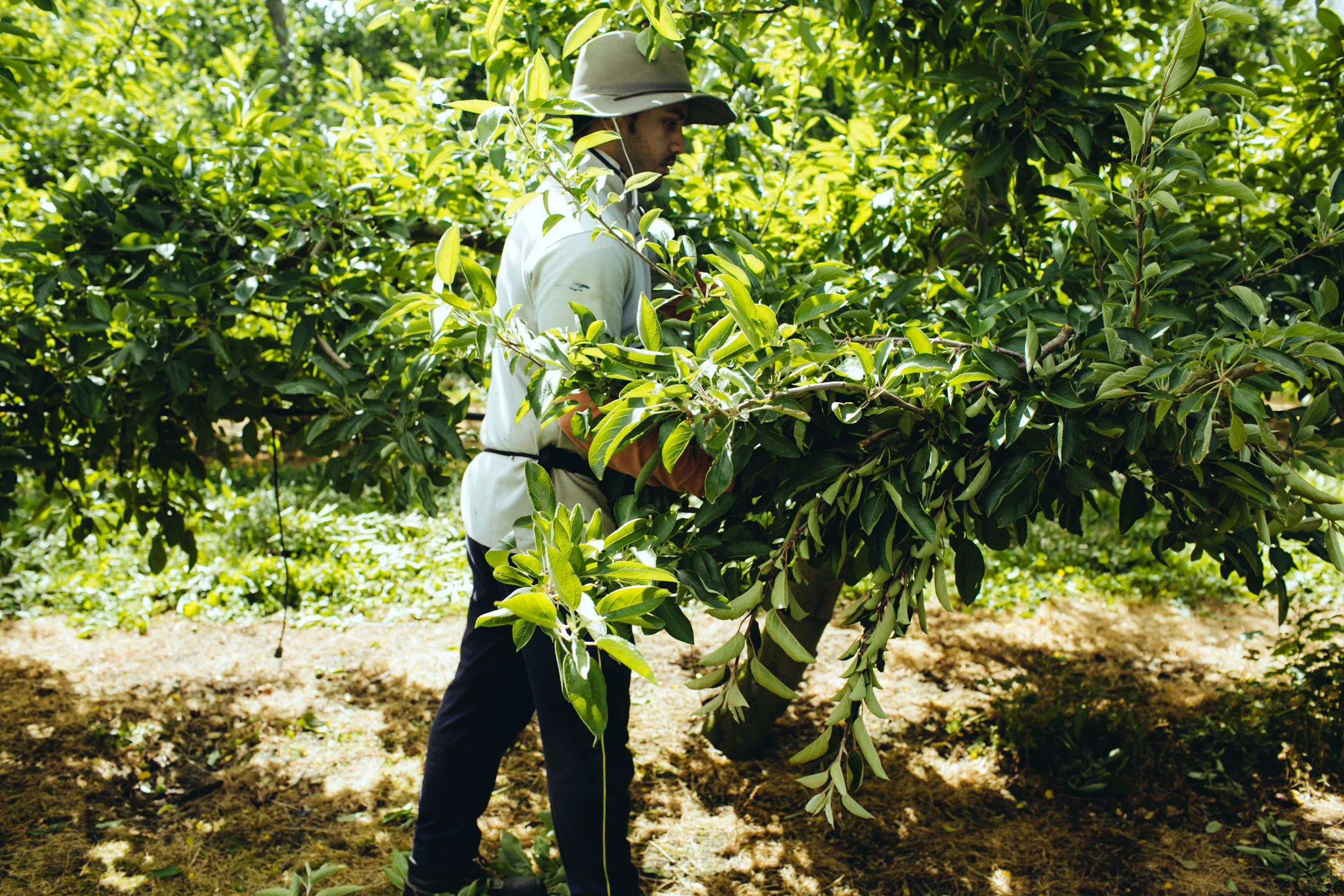 Shiloh_SummerPruning_PhotoNaomiJorge_043.jpg